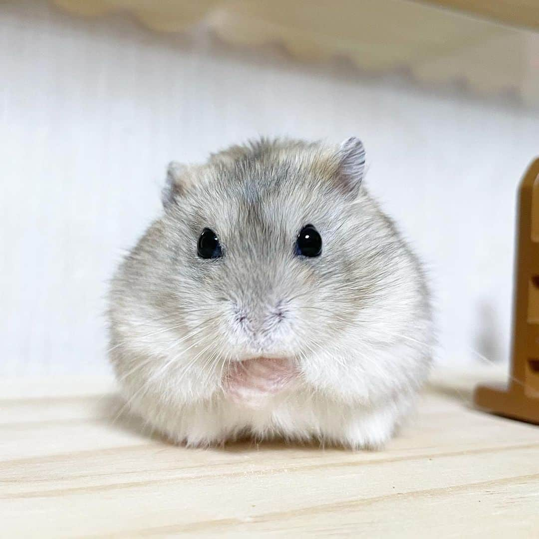 hamster_mocoのインスタグラム：「✻*˸ꕤ*˸*⋆。✻*˸ꕤ*˸*⋆。✻*˸ꕤ*˸*⋆。 今朝は一段と寒いでちゅね😖🍃 寒い時はこうしてお手手をは〜って温めるのがあざとかわいいモテ仕草らしいでちゅ🐹💓みんなも真似してみね🤭  でもさ、これってさ〜ゆずちゃんみたいに可愛い子限定な気がするんだけどね😅 2023.11.29 ✻*˸ꕤ*˸*⋆。✻*˸ꕤ*˸*⋆。✻*˸ꕤ*˸*⋆。 #ハムスターゆず#ハムスター#ジャンガリアンハムスター#ジャンガリアン#ジャンガリアンプディング#プディングジャンガリアン#イエロージャンガリアン#ふわもこ部 #モフモフ#ペット#親バカ部 #hamster#djungarian#hamstagram#hammy#happy_pets#PET_OF_OUR_WORLD#igersjp#ig_japan#instapet#weeklyfluff#kawaii#cute#仓鼠#정글리안#햄스터」