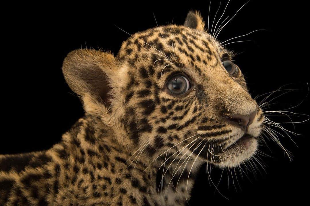 Joel Sartoreのインスタグラム：「Meet Teiku, a two-month old jaguar cub that calls @zoodomrd home. Jaguars are most similar in appearance to leopards, but there’s nothing you can confuse them in South America. The most distinctive feature of the jaguar is the shape of their spots, which resemble a certain sweet-smelling flower – the rose.   #jaguar #cub #bigcat #wildlife #animal #photography #animalphotography #wildlifephotography #studioportrait #PhotoArk #InternationalJaguarDay @insidenatgeo」