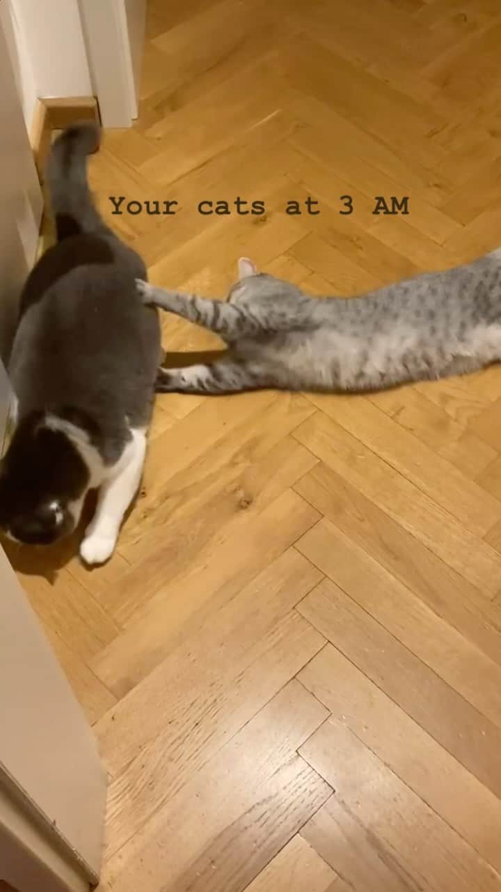 catinberlinのインスタグラム：「It’s 3 AM and they are just warming up. 🤯😅 What about your cats? 🤓  catinberlin.com  #catinberlin #cats #cat #catsofinstagram #catstagram #kitty #funny #cute #adorable #weeklyfluff #lovecats #funnyanimals #zoomies #katze #reel #reelsinstagram #reels #reelvideo #reelsviral #catsofig」