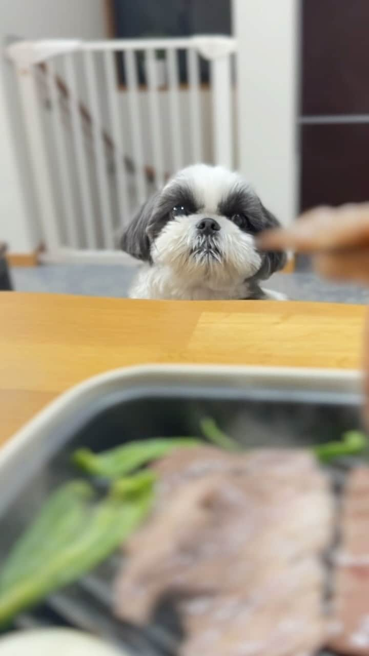 いくらのインスタグラム：「どうやら今日は“いい肉”の日だったそうな🤤🥩🍖🍗🥓🍴 ・ 偶然、我が家も年に一回だけの贅沢デー🤩👍 ・ ふるさと納税に感謝🙏 ・ ・ #飛騨牛 #ふるさと納税 #シーズー #いぬすたぐらむ #shihtzu #todayswanko #シーズー大好き部 #ロングまつ毛ワンコの会 #わんこ #dog #dogstagram #いぬ #puppy #doggy #犬のいる暮らし #犬バカ部 #shihtzulover」