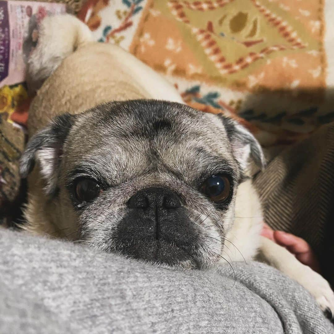 ひぐちにちほのインスタグラム：「今日はちょっと違う顔してないかい？  #pug #ひぐち猫 #ひぐちお茶目」