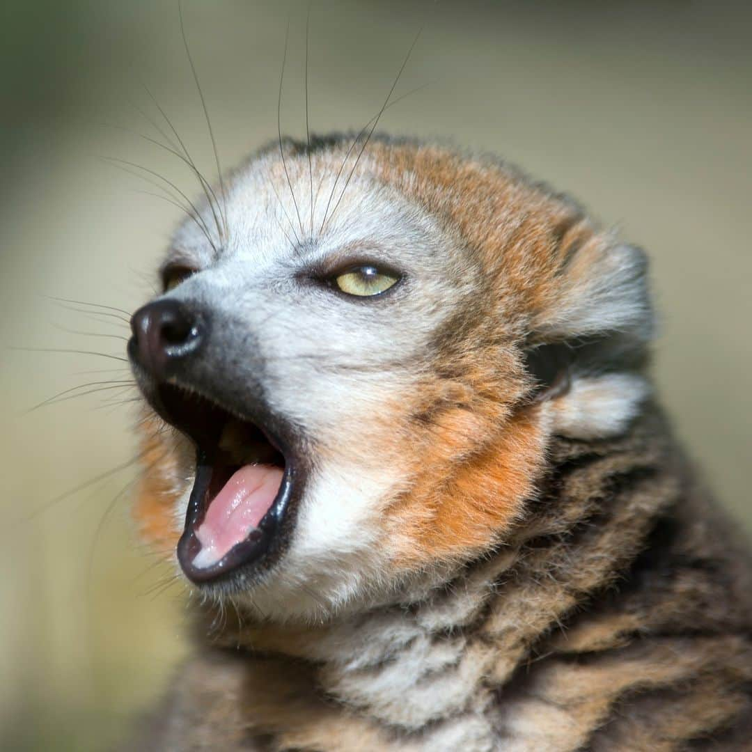 アニマルプラネットのインスタグラム：「WAY too cool for this. 🥱🙄  #CrownedLemur #WildlifeWednesday」