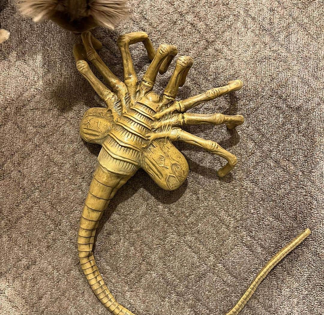 野水伊織さんのインスタグラム写真 - (野水伊織Instagram)「#alien #facehugger #creature #movie #propreplica #horrormovies  #豆魚雷 #エイリアン #フェイスハガー #クリーチャー #映画 #ホラー映画 #プロップ #フィギュア」11月29日 23時01分 - nomizuiorichan