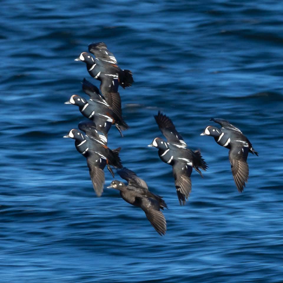 thephotosocietyさんのインスタグラム写真 - (thephotosocietyInstagram)「Photos by @TimLaman.  Male Harlequin ducks cavort in the surf off Cape Ann, Massachusetts this past weekend.  Hanging out in small groups, diving for crabs, and chasing females, these ducks are totally at home in the surf zone.  In shot #1, a duck throws up a curtain of water as it punches through the lip of a wave. If you are a bird photography enthusiast and would like to learn how I approach getting creative with my bird photography, visit @TimLaman and follow the link to learn more about my “Bird Photography Masterclass: The Creative Process”.  Plus, one of the first 100 people to enroll in this brand new course wins a LowePro camera backpack! #birdphotographymasterclass #birdphotography #harlequinducks #ducks #birds」11月29日 23時10分 - thephotosociety