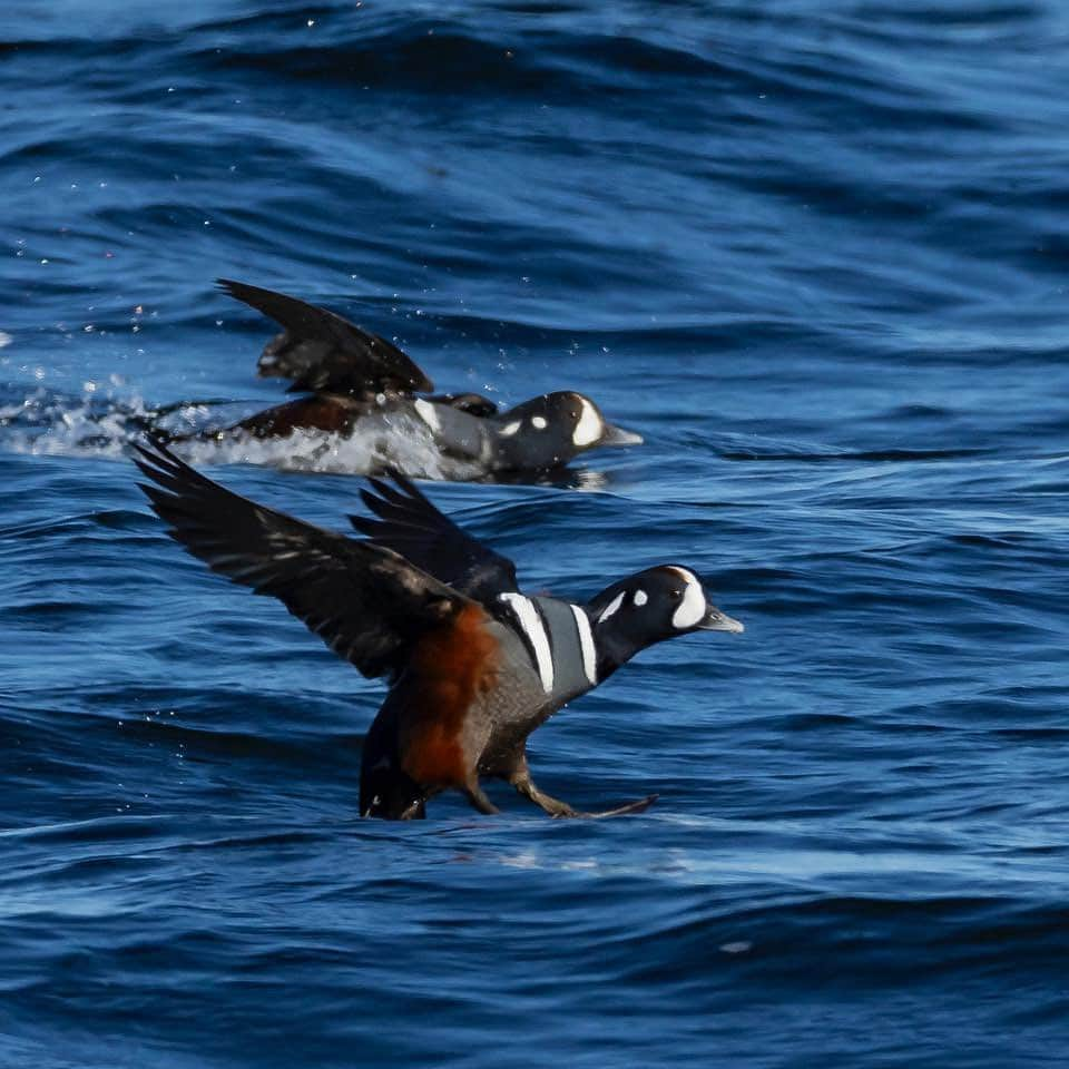 thephotosocietyさんのインスタグラム写真 - (thephotosocietyInstagram)「Photos by @TimLaman.  Male Harlequin ducks cavort in the surf off Cape Ann, Massachusetts this past weekend.  Hanging out in small groups, diving for crabs, and chasing females, these ducks are totally at home in the surf zone.  In shot #1, a duck throws up a curtain of water as it punches through the lip of a wave. If you are a bird photography enthusiast and would like to learn how I approach getting creative with my bird photography, visit @TimLaman and follow the link to learn more about my “Bird Photography Masterclass: The Creative Process”.  Plus, one of the first 100 people to enroll in this brand new course wins a LowePro camera backpack! #birdphotographymasterclass #birdphotography #harlequinducks #ducks #birds」11月29日 23時10分 - thephotosociety