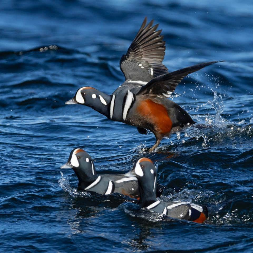 thephotosocietyさんのインスタグラム写真 - (thephotosocietyInstagram)「Photos by @TimLaman.  Male Harlequin ducks cavort in the surf off Cape Ann, Massachusetts this past weekend.  Hanging out in small groups, diving for crabs, and chasing females, these ducks are totally at home in the surf zone.  In shot #1, a duck throws up a curtain of water as it punches through the lip of a wave. If you are a bird photography enthusiast and would like to learn how I approach getting creative with my bird photography, visit @TimLaman and follow the link to learn more about my “Bird Photography Masterclass: The Creative Process”.  Plus, one of the first 100 people to enroll in this brand new course wins a LowePro camera backpack! #birdphotographymasterclass #birdphotography #harlequinducks #ducks #birds」11月29日 23時10分 - thephotosociety