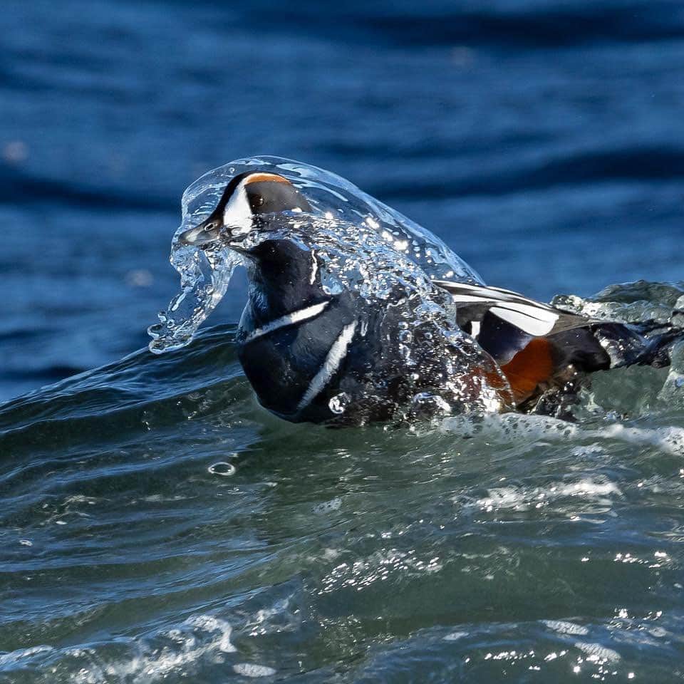 thephotosocietyのインスタグラム：「Photos by @TimLaman.  Male Harlequin ducks cavort in the surf off Cape Ann, Massachusetts this past weekend.  Hanging out in small groups, diving for crabs, and chasing females, these ducks are totally at home in the surf zone.  In shot #1, a duck throws up a curtain of water as it punches through the lip of a wave. If you are a bird photography enthusiast and would like to learn how I approach getting creative with my bird photography, visit @TimLaman and follow the link to learn more about my “Bird Photography Masterclass: The Creative Process”.  Plus, one of the first 100 people to enroll in this brand new course wins a LowePro camera backpack! #birdphotographymasterclass #birdphotography #harlequinducks #ducks #birds」