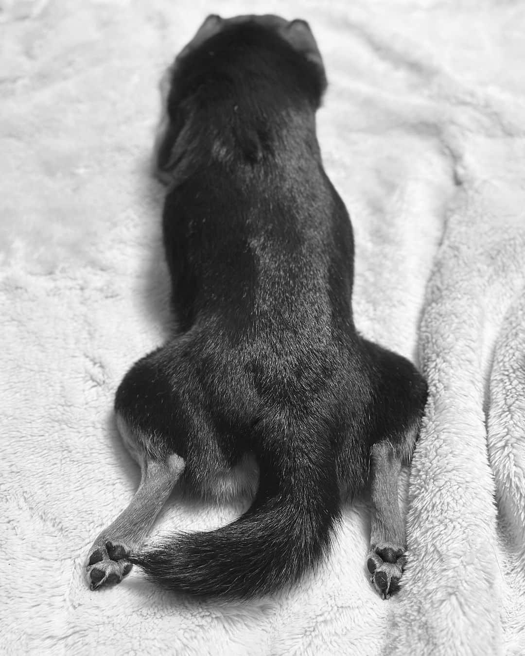水村リアさんのインスタグラム写真 - (水村リアInstagram)「🍑  たまにこの寝方してます🐕 股関節柔らかいのね。  𓃦꙳✮𖤐༶ 𓃦꙳✮𖤐༶ 𓃦꙳✮𖤐༶ 𓃦꙳✮𖤐༶ #犬 #犬が好き #豆柴 #ミニチュアダックスフント #ミックス犬 #小夏 #🐕」11月30日 18時00分 - leah_mizumura