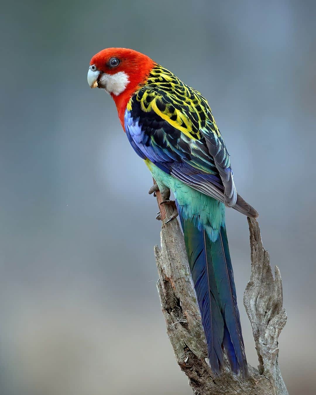 アメリカ自然史博物館さんのインスタグラム写真 - (アメリカ自然史博物館Instagram)「Bird lovers, behold the dazzling colors of the Eastern Rosella (Platycercus eximius)! This parrot can be found in south-eastern Australia and parts of New Zealand, where it’s known for its loud chattering calls. Growing up to 11.7 in (30 cm) long, it prefers to inhabit lightly wooded and open landscapes, like on the edge of forests. Seeds make up the majority of its diet, but it also snacks on fruit, plants, nectar—and the occasional invertebrate.   Photo: crapgame, CC BY-NC 4.0, iNaturalist  #nature #amazingnature #birds #ornithology #didyouknow #animalfacts」11月29日 23時40分 - amnh