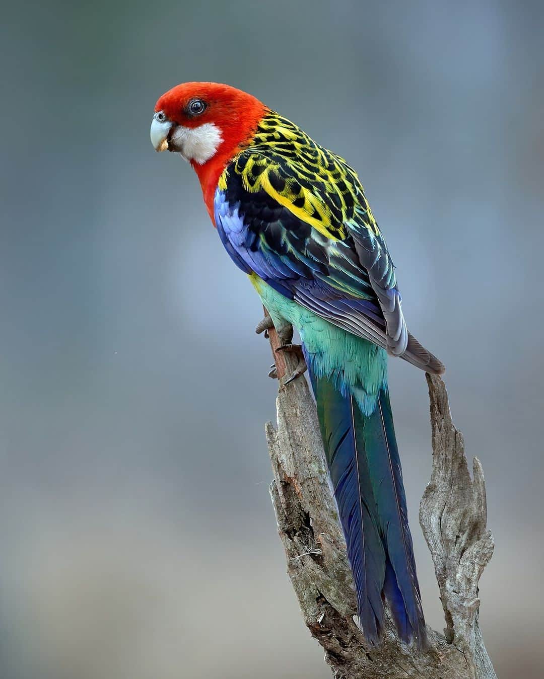 アメリカ自然史博物館のインスタグラム：「Bird lovers, behold the dazzling colors of the Eastern Rosella (Platycercus eximius)! This parrot can be found in south-eastern Australia and parts of New Zealand, where it’s known for its loud chattering calls. Growing up to 11.7 in (30 cm) long, it prefers to inhabit lightly wooded and open landscapes, like on the edge of forests. Seeds make up the majority of its diet, but it also snacks on fruit, plants, nectar—and the occasional invertebrate.   Photo: crapgame, CC BY-NC 4.0, iNaturalist  #nature #amazingnature #birds #ornithology #didyouknow #animalfacts」