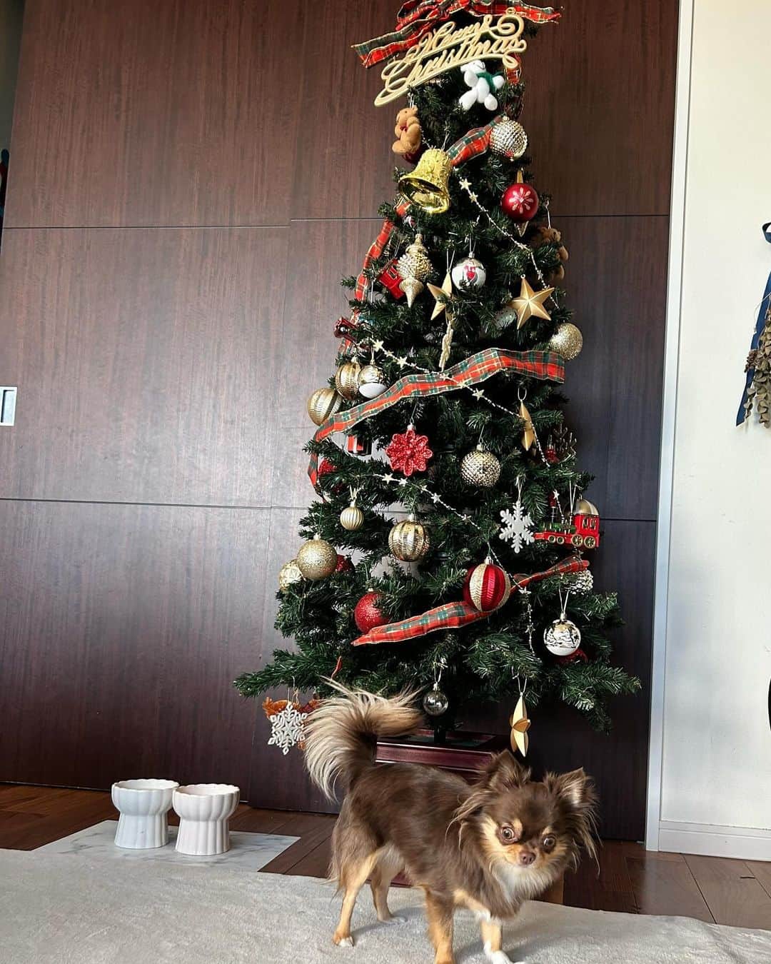 花清まゆこのインスタグラム：「週末に、 クリスマスツリー出しました🎄  息子たちが飾りつけしてくれたよー🔔⭐️🧑‍🎄  もうちょっと、こっちにつけたら？とか、 えっ、、そこに飾るの？！とか、 言いたくなる気持ちをグッとこらえて😂 母は見守りに専念😜  もう、今年も残り1か月だなんて早すぎる！！💦  何もしないで一年が終わっていく、、、（笑）  #クリスマス #クリスマスツリー  #xmas  #xmastree  #クリスマスツリー飾り付け」