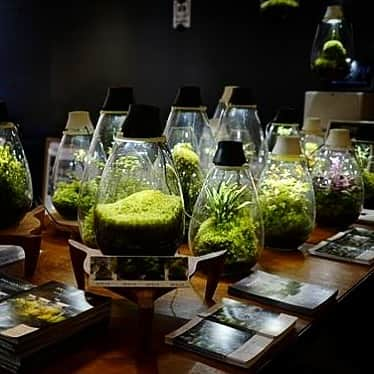 Mosslight-LEDのインスタグラム：「Mosslight   @aquru_newt_life  撮影  #mosslight #モスライト #テラリウム #terrarium#moss#コケテラリウム #苔 #コケ」