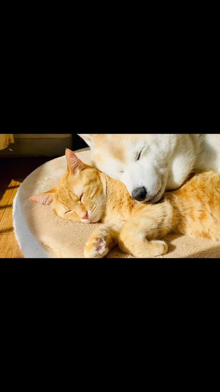 Kazumi-Gakumamaのインスタグラム：「今日のお昼寝➰🐕🐈💤 *  平和に過ぎて行くかな？と思ったら、寅次朗のヤツやっぱり岳の首肉のマッサージを始めました😼👐🐾 *  まぁ、それまで我慢して岳の枕になっていたから仕方ないですね~😆 🐾----*----*----*----🐾 Today's nap ➰🐕🐈💤 * Will it pass peacefully? Just then, Torajiro started massaging Gaku's neck😼👐🐾 * Torajiro had been holding back and becoming Gaku's pillow, so it can't be helped~😆 🐾----*----*----*----🐾 #岳と寅次朗  #甘えん坊将軍  #kneading  #ふみふみ  #今日のお昼寝  #20231129」