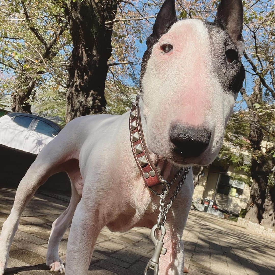 Q太郎のインスタグラム：「#minituru#bull#terrier#minibullterrier#miniturubullterrier#dog#dogstagram#cute#qtaro#love#family#ミニチュア#ブルテリア#ミニチュアブルテリア#Q太郎」