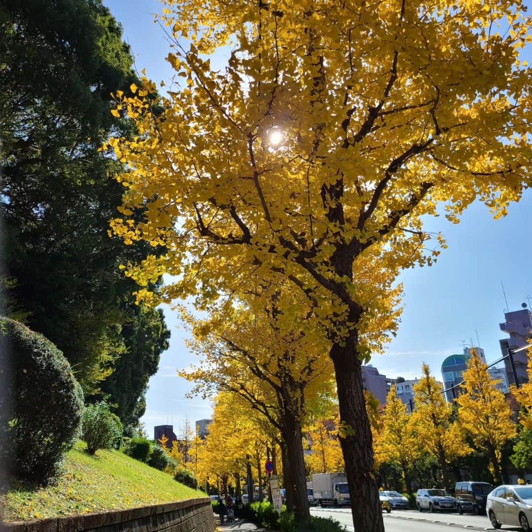 床嶋佳子のインスタグラム：「東京もすっかり色づいてます‼️😊🍂」