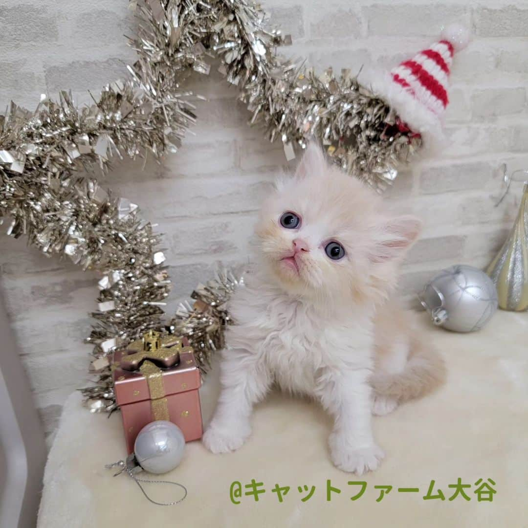 マンチカン(munchkin)キャットファーム大谷さんのインスタグラム写真 - (マンチカン(munchkin)キャットファーム大谷Instagram)「まもなくご紹介予定のミヌエットちゃん達です🐱❤️  ぼーっとしてる子達で見てるだけで幸せになれます😻  ご紹介までもう少々お待ち下さいませ✨  ﾟ+*:;;:*　*:;;:*+ﾟ　ﾟ+*:;;:*　*:;;:*+ﾟ  お店は、月・木曜日が定休日です。 現在、完全予約制になっておりますので ご来店される際はお店へお電話かメールにてご連絡くださいませ🙇‍♀️  お待ちしております🎵  ﾟ+*:;;:*　*:;;:*+ﾟ　ﾟ+*:;;:*　*:;;:*+ﾟ #キャットファーム大谷#まんちかん#マンチカン#サイベリアン#ネコ#こねこ#にゃんこ#猫ちゃん#ねこ部#ニャンスタグラム#猫#ねこ#子猫#モフモフ#モフモフねこ#ミヌエット#短足#ねこすたぐらむ#愛猫#かわいい#ふわもこ部#猫のいる暮らし#マンチカンブリーダー#ミヌエットブリーダー#cat#catsgram #catsofinstagram#instacat#picneko」11月29日 16時43分 - roytar222