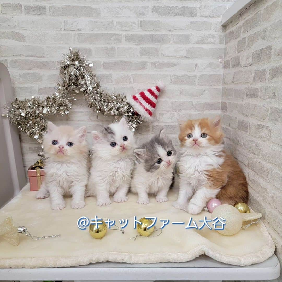 マンチカン(munchkin)キャットファーム大谷のインスタグラム：「まもなくご紹介予定のミヌエットちゃん達です🐱❤️  ぼーっとしてる子達で見てるだけで幸せになれます😻  ご紹介までもう少々お待ち下さいませ✨  ﾟ+*:;;:*　*:;;:*+ﾟ　ﾟ+*:;;:*　*:;;:*+ﾟ  お店は、月・木曜日が定休日です。 現在、完全予約制になっておりますので ご来店される際はお店へお電話かメールにてご連絡くださいませ🙇‍♀️  お待ちしております🎵  ﾟ+*:;;:*　*:;;:*+ﾟ　ﾟ+*:;;:*　*:;;:*+ﾟ #キャットファーム大谷#まんちかん#マンチカン#サイベリアン#ネコ#こねこ#にゃんこ#猫ちゃん#ねこ部#ニャンスタグラム#猫#ねこ#子猫#モフモフ#モフモフねこ#ミヌエット#短足#ねこすたぐらむ#愛猫#かわいい#ふわもこ部#猫のいる暮らし#マンチカンブリーダー#ミヌエットブリーダー#cat#catsgram #catsofinstagram#instacat#picneko」