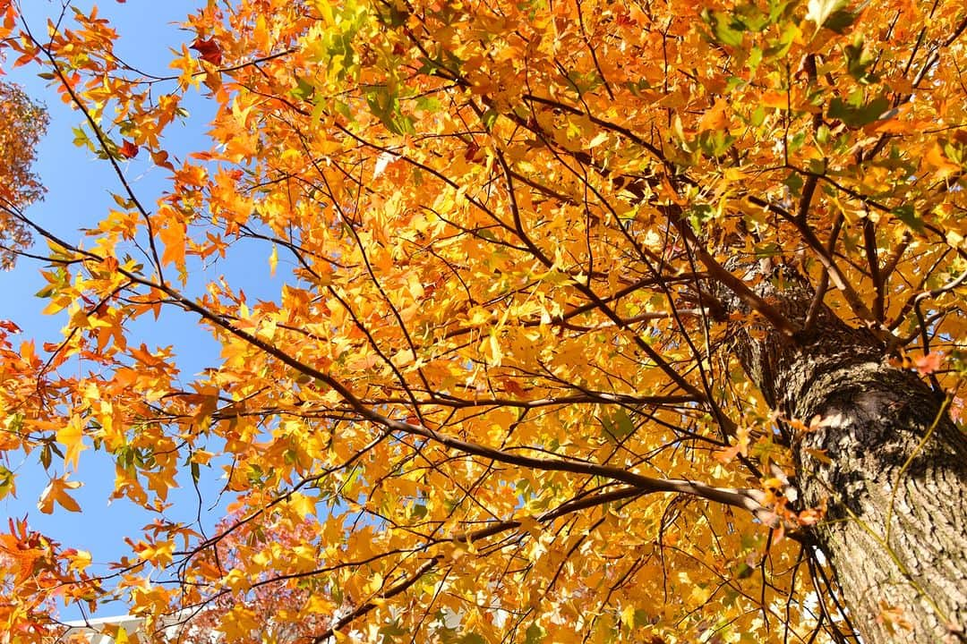 平塚市のインスタグラム：「紅葉シリーズ第２弾🍁 今回は東海大学湘南キャンパスで撮影しました！  大学構内が秋の色合いに染まっています🍂冬の訪れを感じる寒さですが、赤く鮮やかな紅葉を見ると、心が温まりますね😊  皆さんが見つけた市内の紅葉スポットも、ぜひシェアして教えてください✨ ※事前に取材の許可をいただき、撮影しています。  #手をつなぎたくなる街 #hiratsukagood #hiratsuka　#平塚　#湘南 #kanagawaphotoclub　#autumnleaves #東海大学　#東海大　#湘南キャンパス #秋　#秋の訪れ　#お出かけ　#秋の庭 #イチョウ　#黄葉　#紅葉　 #今日もお疲れ様でした  #instagramjapan　#igersjp　#japanphoto #dslr　#camera　#bestjapanpic」