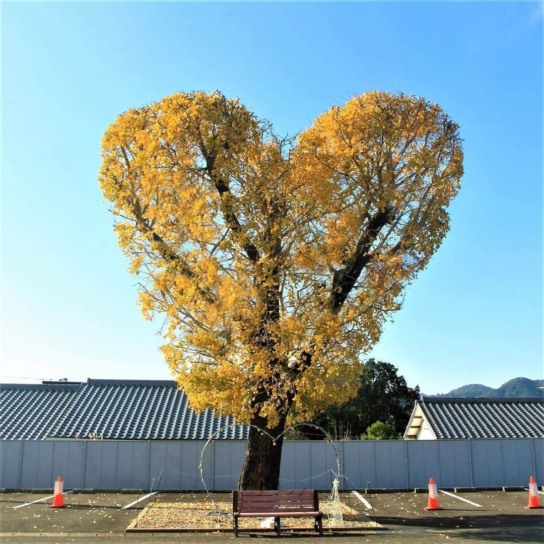 九州電力のインスタグラム：「可愛すぎるハートの銀杏の木🌳💛 . ------------------------------------------ 💛行ってみたいと思ったら【保存】をしてね💛 ------------------------------------------ . 長崎県諫早市にある「飯盛ふれあい会館」の駐車場には高さ約10メートルのハートの形をした銀杏の木が立っています。 これからのシーズンは、葉が黄金色に染まり、可愛いフォトジェニックな写真をとることができますよ📷✨  ----------------------------------------------- 📍ハートの銀杏の木（飯盛ふれあい会館 駐車場） 住所：長崎県諫早市飯盛町開1929番地3 見頃：12月初旬～ 駐車場：あり ----------------------------------------------- ※写真提供：諫早市 ※写真は過去に撮影されたものです。  お届けする九州の風景が、皆さまの元気や癒しになれば幸いです☘️  #九州電力 #長崎 #諫早市 #ハートの銀杏の木 #紅葉 #紅葉スポット #いちょう #銀杏 #長崎観光」