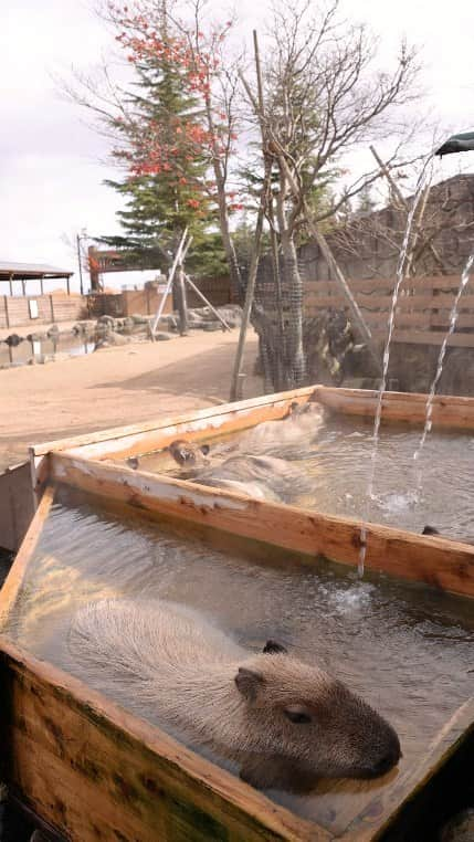 渡辺克仁のインスタグラム：「寒い日の温泉は格別！  那須どうぶつ王国のカピバラが入っているお風呂は本当の温泉です。  #カピバラ #水豚 #capybara #可愛い #癒やし #温泉 #那須どうぶつ王国」