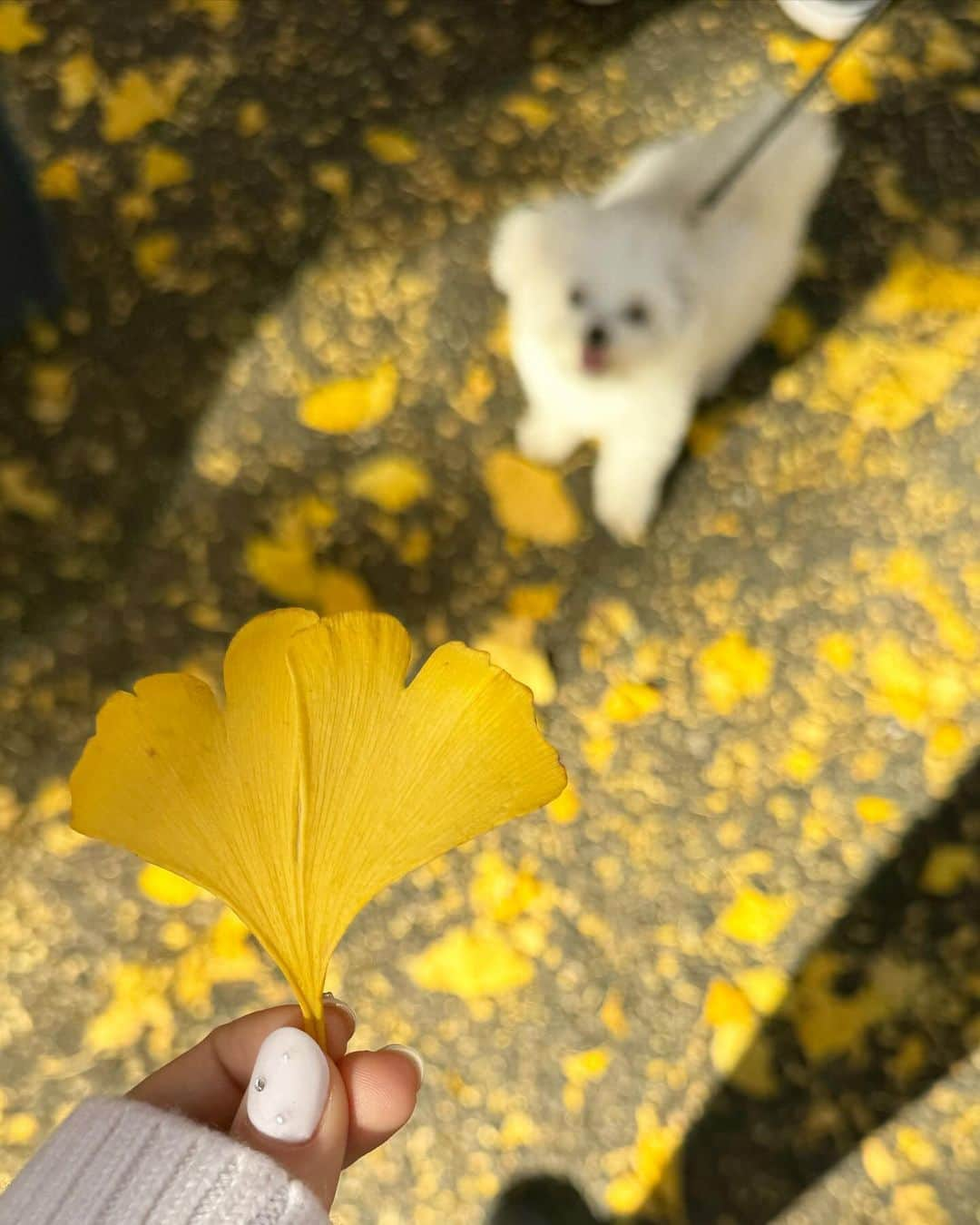 雨宮由乙花さんのインスタグラム写真 - (雨宮由乙花Instagram)「ぽぽちゃんとぱぱと3人でお散歩してきたヨ🐩 歩くぬいぐるみみたいでほんと可愛い、、、、だいすきすきすきすき！」11月29日 17時33分 - _pinkbunnygirl_