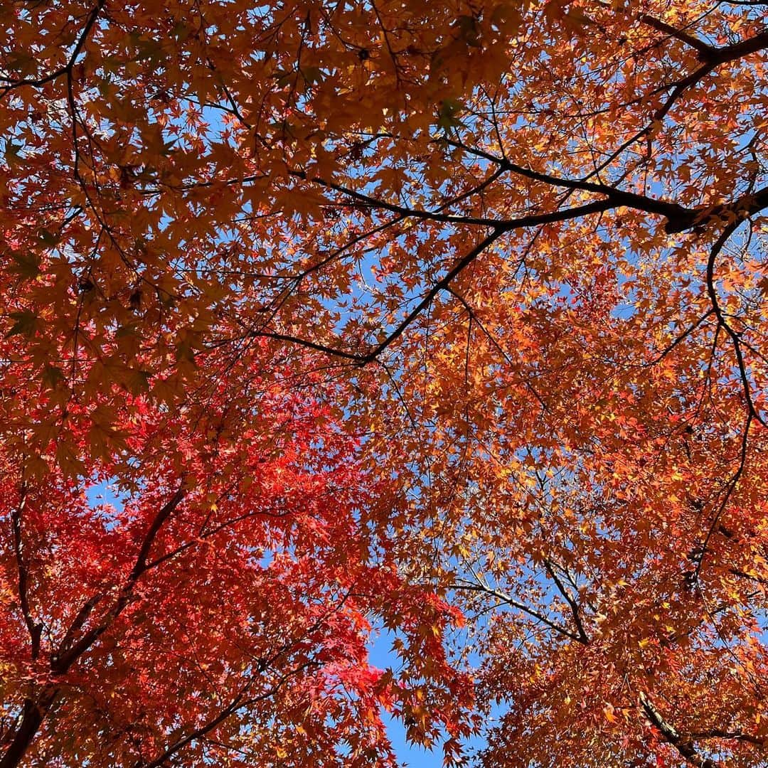 武藤乃子さんのインスタグラム写真 - (武藤乃子Instagram)「🍁 宝徳寺の秋の床もみじ。  #宝徳寺 #床もみじ #紅葉 #紅葉狩り  #桐生  #桐生市 #群馬 #群馬県」11月29日 17時35分 - muto_noriko.11