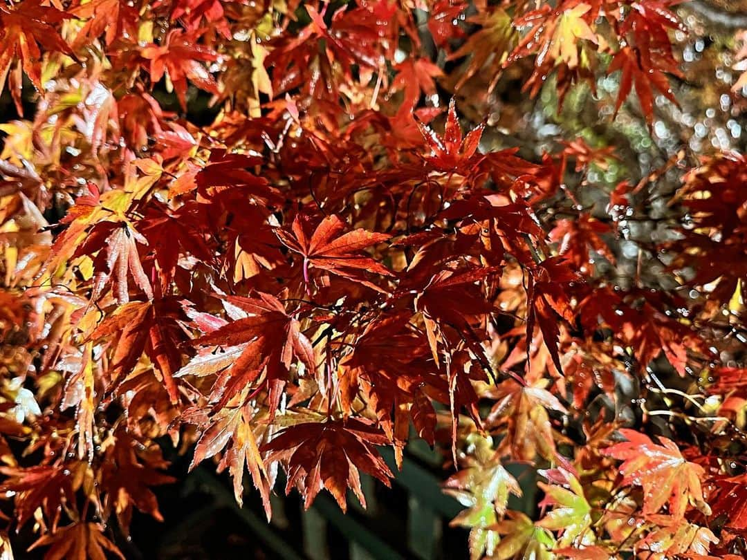 眞家泉さんのインスタグラム写真 - (眞家泉Instagram)「. 2023年の紅葉中継 初日は 福島県いわき市の白水阿弥陀堂から🍁 （2023/11/17金）  ここは9月に襲った台風13号による線状降水帯の影響で、浸水被害のあった場所です。 紅葉はそれらの影響もあってか、色付きは控えめだということでした。  タクシーの運転手さんも、このときの被害について話してくださいました。 住職の方の、「この場所で水害にあった方のためにも、シンボルとして1日も早く復旧できるよう努力したい」という思いに そしてこの場所を彩る紅葉に きっと多くの方が心を寄せているのだろうと感じました。 ------------------------- 私にできることはなかなか見つかりませんが 思いを言葉に乗せて、お届けしました 尺の都合でお伝えできなかったですが紅葉は雨に濡れてしっとりと、艶やかでした🫧☁️」11月29日 17時37分 - maie_izumi