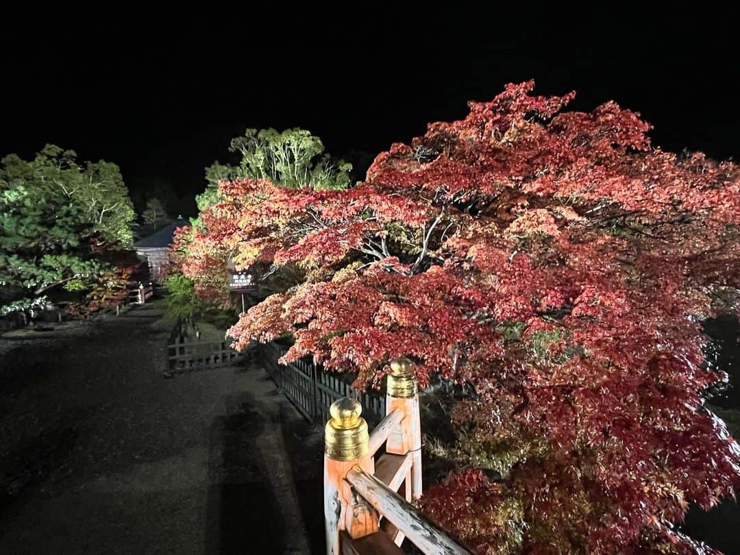 眞家泉さんのインスタグラム写真 - (眞家泉Instagram)「. 2023年の紅葉中継 初日は 福島県いわき市の白水阿弥陀堂から🍁 （2023/11/17金）  ここは9月に襲った台風13号による線状降水帯の影響で、浸水被害のあった場所です。 紅葉はそれらの影響もあってか、色付きは控えめだということでした。  タクシーの運転手さんも、このときの被害について話してくださいました。 住職の方の、「この場所で水害にあった方のためにも、シンボルとして1日も早く復旧できるよう努力したい」という思いに そしてこの場所を彩る紅葉に きっと多くの方が心を寄せているのだろうと感じました。 ------------------------- 私にできることはなかなか見つかりませんが 思いを言葉に乗せて、お届けしました 尺の都合でお伝えできなかったですが紅葉は雨に濡れてしっとりと、艶やかでした🫧☁️」11月29日 17時37分 - maie_izumi