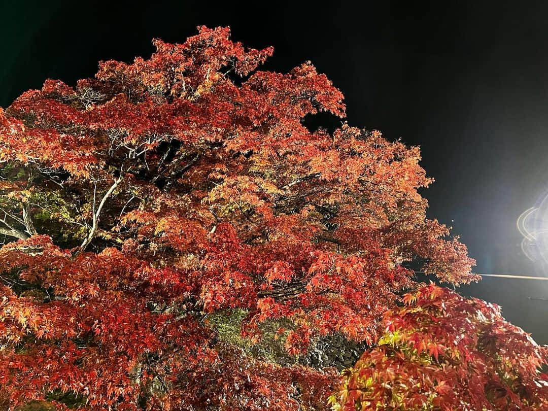 眞家泉のインスタグラム：「. 2023年の紅葉中継 初日は 福島県いわき市の白水阿弥陀堂から🍁 （2023/11/17金）  ここは9月に襲った台風13号による線状降水帯の影響で、浸水被害のあった場所です。 紅葉はそれらの影響もあってか、色付きは控えめだということでした。  タクシーの運転手さんも、このときの被害について話してくださいました。 住職の方の、「この場所で水害にあった方のためにも、シンボルとして1日も早く復旧できるよう努力したい」という思いに そしてこの場所を彩る紅葉に きっと多くの方が心を寄せているのだろうと感じました。 ------------------------- 私にできることはなかなか見つかりませんが 思いを言葉に乗せて、お届けしました 尺の都合でお伝えできなかったですが紅葉は雨に濡れてしっとりと、艶やかでした🫧☁️」