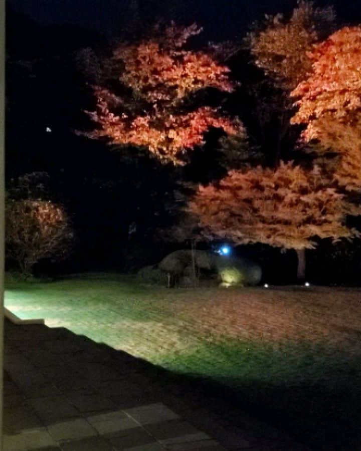 のインスタグラム：「ライトアップされた紅葉🍁も綺麗です　❤️🤭」