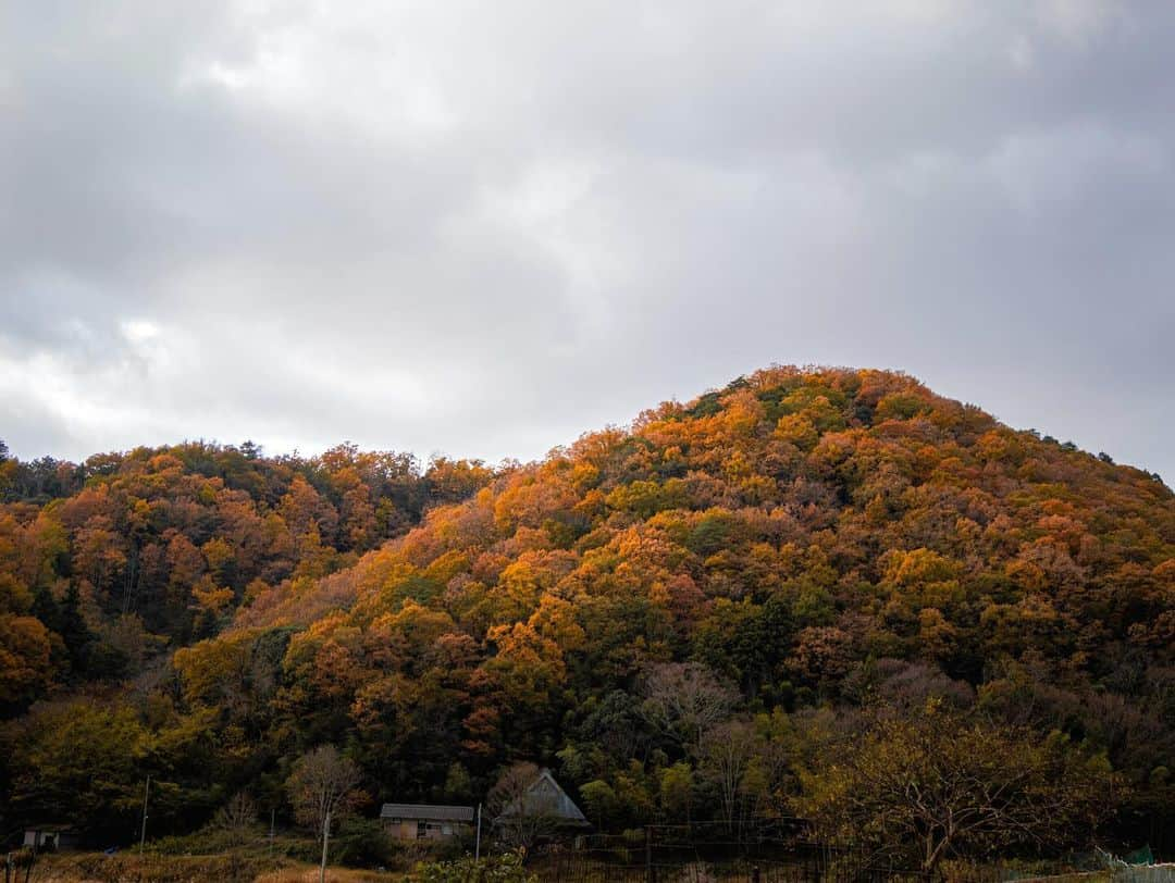 宇野陽介さんのインスタグラム写真 - (宇野陽介Instagram)「TAKARAZUKA MOUNTAIN SIDE⛰️  #aresbikes #bmx #flatland #dvsshoes  #streetculture  #写真 #紅葉 #lumixphotography  #lumixjapan  #gh6 #hyogo #兵庫県 #宝塚」11月29日 18時10分 - yorkuno