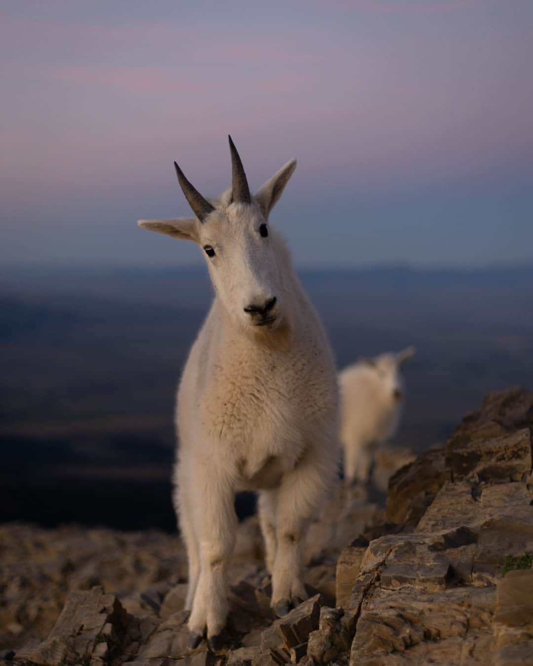 CANON USAのインスタグラム：「Photo by @photodadddy: "Mountain goats avoid natural predators by climbing steep, technical terrain. When encountering one in the wild, it may approach you. If it does, try not to feel threatened!" #ShotOnCanon 🐐   📸 #Canon EOS R5 Lens: EF 50mm f/1.8 STM」