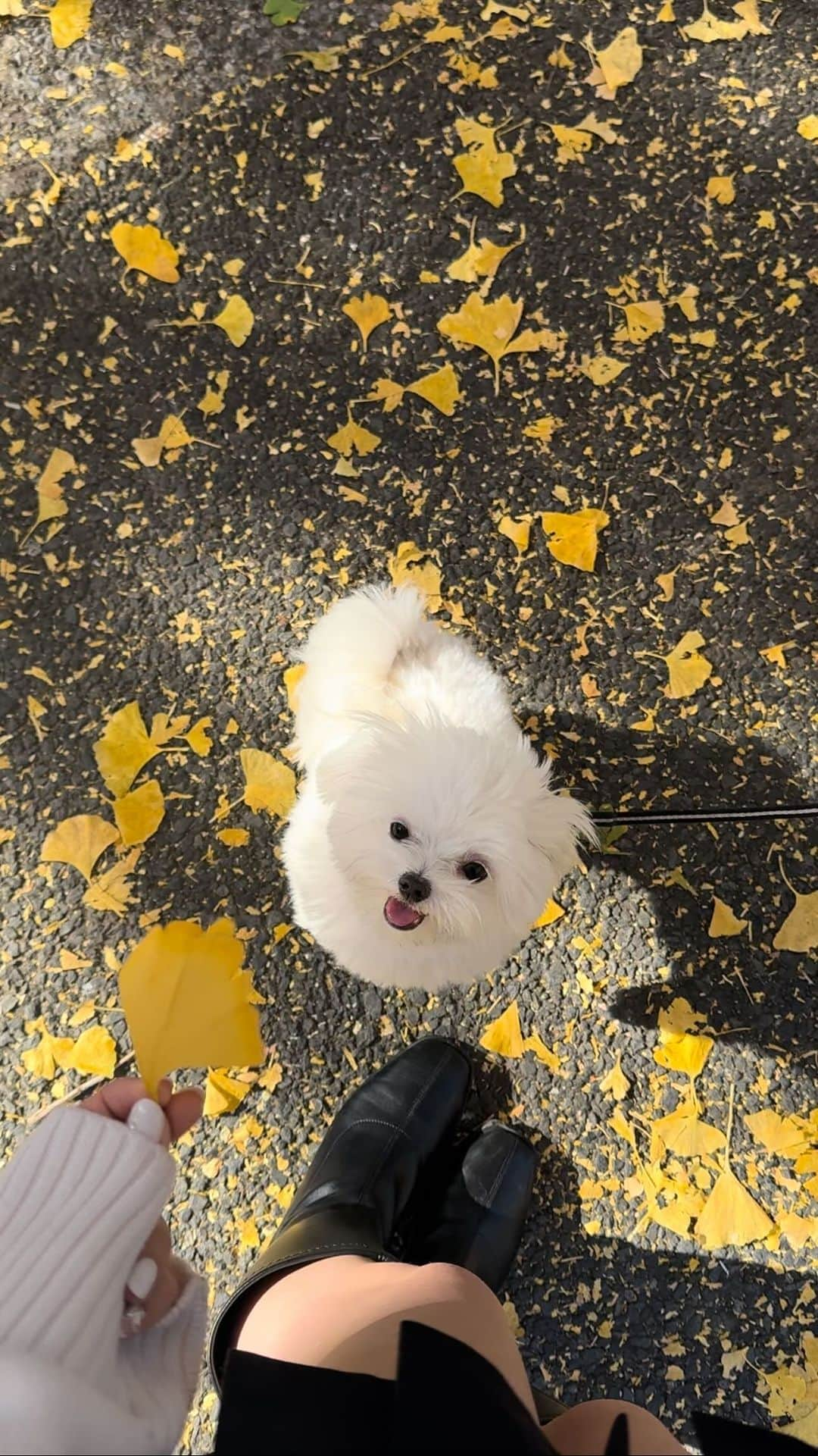 雨宮由乙花のインスタグラム：「ぽぽちゃん🐩♡」