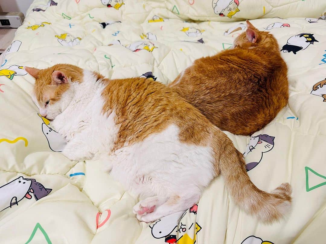 黃阿瑪的後宮生活のインスタグラム：「阿瑪：「三腳的屁股滿暖的。」  天氣變涼的時候，貓咪就會自動跟另外一隻貓合體變連體貓⋯方便取暖😂屁股黏屁股就是一個方式！」