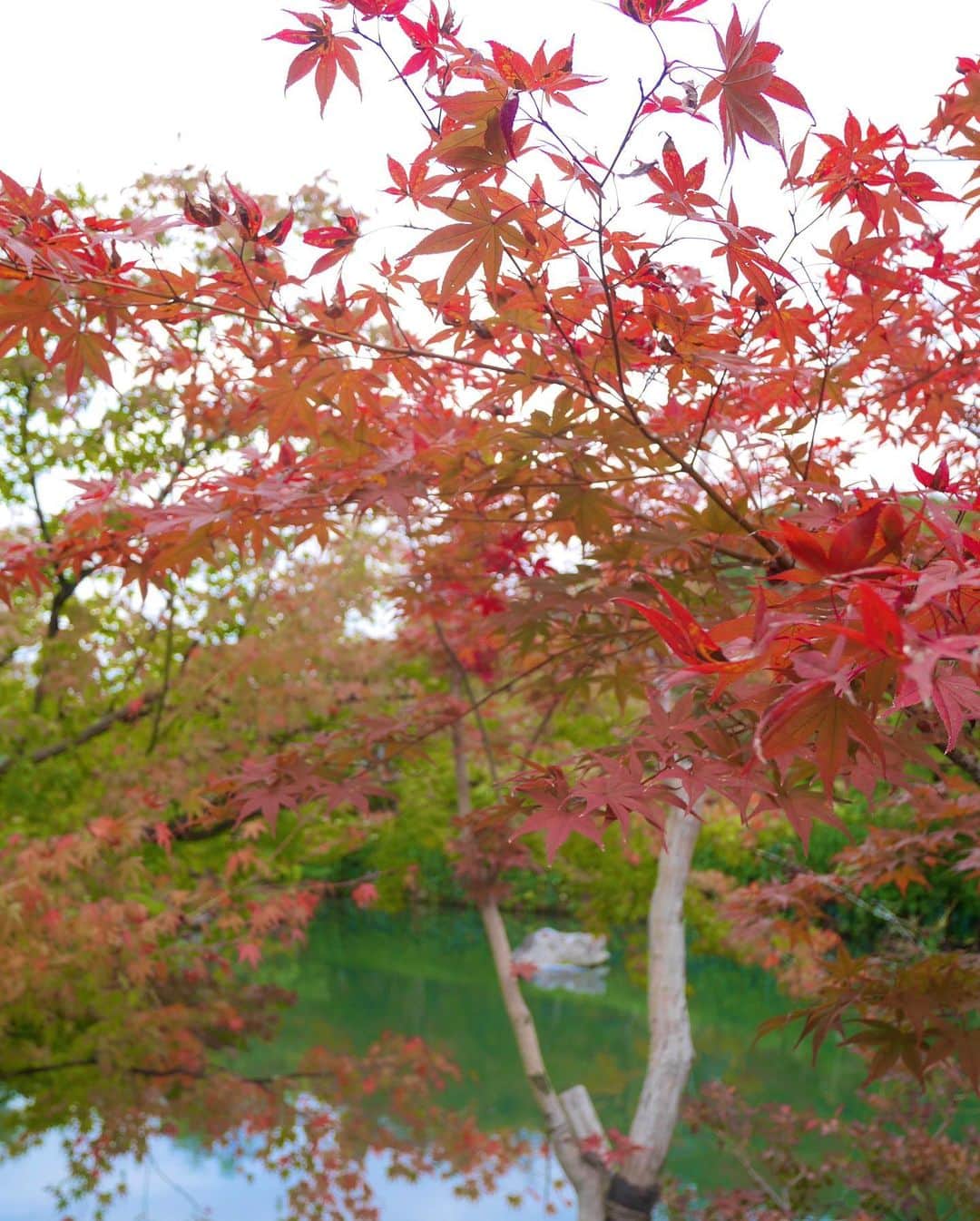 東條麻依子さんのインスタグラム写真 - (東條麻依子Instagram)「秋も終わり、冬到来ですね！ 今年はいろいろな紅葉を見られて 良かったです🍁🍁 旅行に行くと必ずカメラを持って行きます😳 . 急に寒くなっているので 暖かくしてお過ごしください❄️ #秋#紅葉#冬到来#四季#日本#鎌倉#京都」11月29日 19時24分 - maiko_tojo