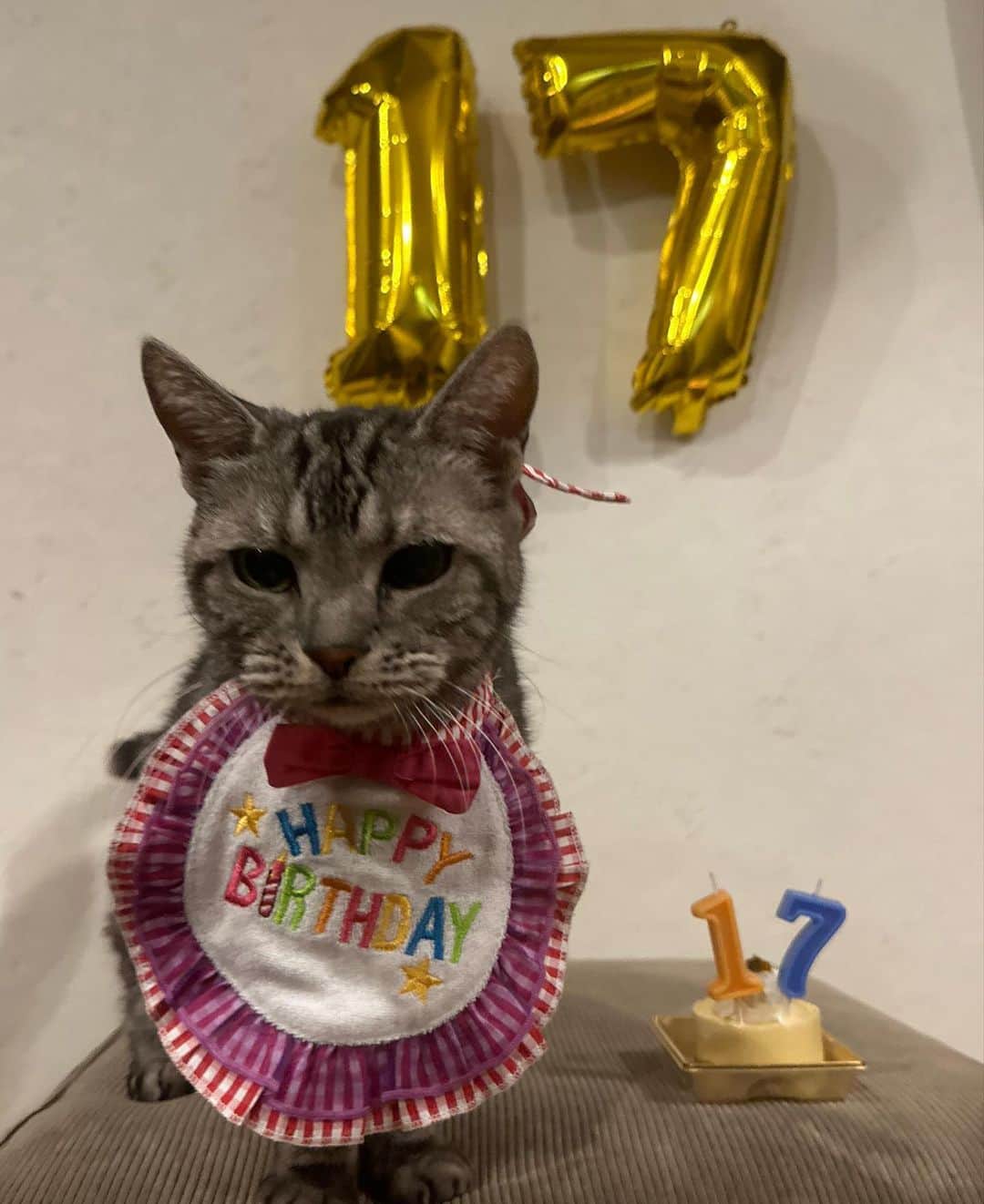 浜崎朱加さんのインスタグラム写真 - (浜崎朱加Instagram)「11/28 キキ17才🥳  東京に来てすぐに飼い始めたキキももう17！  元気で長生きしてね✨  おめでとう！！」11月29日 19時24分 - ayaka0331