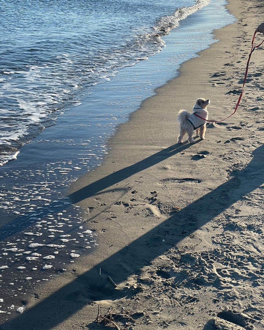 美緒さんのインスタグラム写真 - (美緒Instagram)「🧢🐶🐾  先日、海辺をお散歩したとき🧢 普段あまり見ることのない海にとても興奮していました🐶 満足気な顔していてかわいい… 足跡もかわいい…🐾  (足取り軽快ガールちゃんでした。笑)  #instadaily #instagood #autumn #dog #sea #秋  #まるぷー #マルプー #愛犬 #マルプー連合 #海 #가을 #데일리 #일본 #일산 #좋아요  #바다 #강아지 #귀여워」11月29日 19時26分 - mio_miofficial