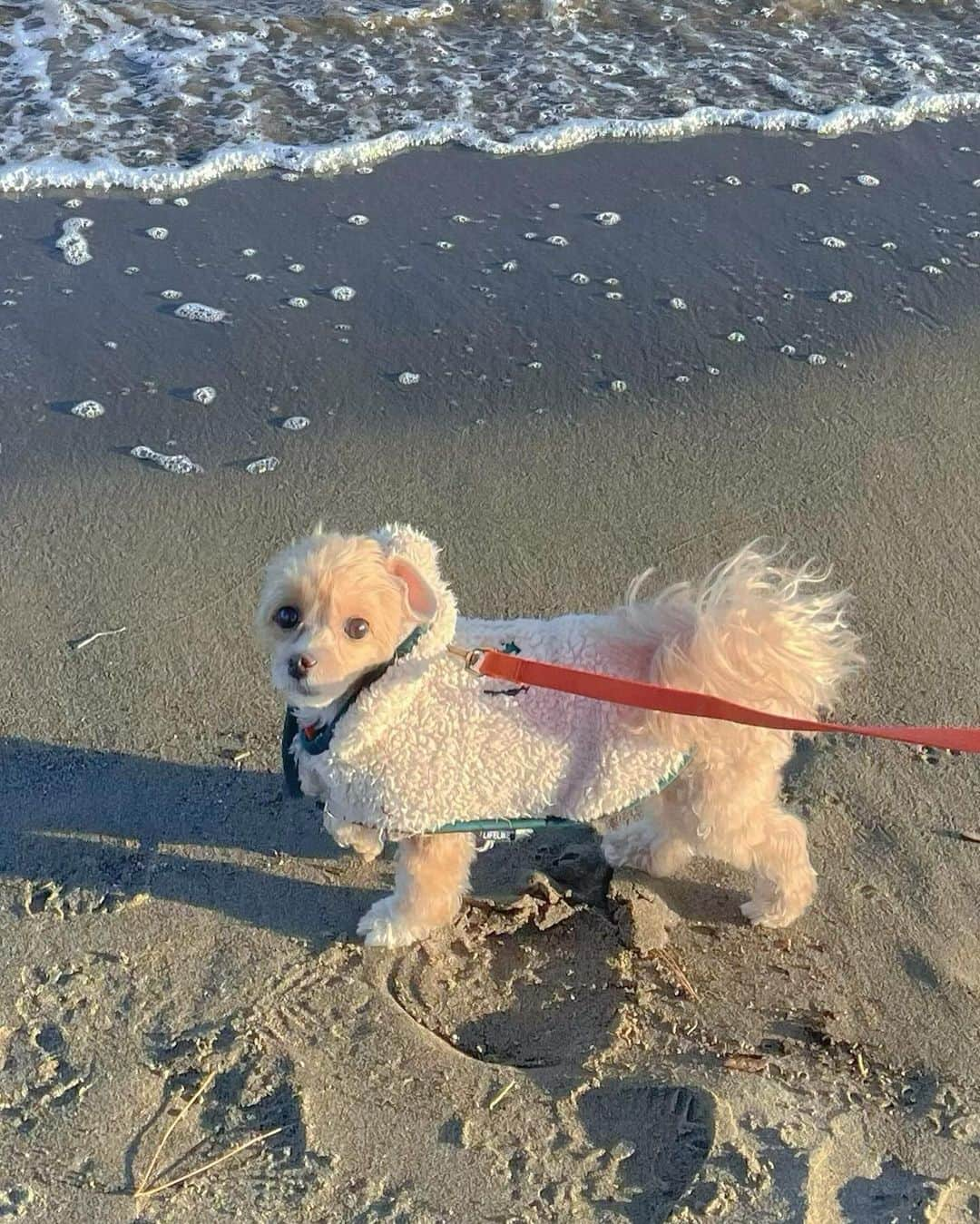 美緒のインスタグラム：「🧢🐶🐾  先日、海辺をお散歩したとき🧢 普段あまり見ることのない海にとても興奮していました🐶 満足気な顔していてかわいい… 足跡もかわいい…🐾  (足取り軽快ガールちゃんでした。笑)  #instadaily #instagood #autumn #dog #sea #秋  #まるぷー #マルプー #愛犬 #マルプー連合 #海 #가을 #데일리 #일본 #일산 #좋아요  #바다 #강아지 #귀여워」