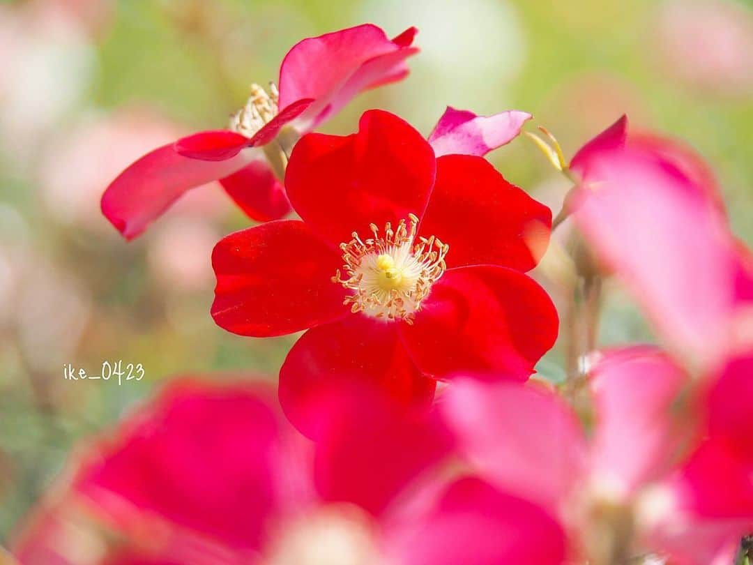 花の写真館のインスタグラム：「Photo by @ike_0423. https://instagram.com/ike_0423/ . Original Post[投稿いただいたURL] https://www.instagram.com/p/CzdMIVTvaor/ . 本アカウントは、 #私の花の写真 をつけてInstagramに投稿された皆さまの花の写真や、「花の写真館」Facebookページで投稿された花の写真を紹介します。 「花の写真館」Facebookページは、「 @floral.photograph 」のプロフィールにあるURLからご覧ください。 . ※各種法令、マナー、関係者の指示に従った撮影をお願いします。 *Please ensure that your photography adheres to all relevant laws, etiquette, and instructions issued by authorized persons. ※本アカウントは東京カメラ部がFacebook、Instagramのサービスを利用して運営しているもので、Meta社・Instagramとは一切関係ありません。 . #花の写真館 #floralphotograph #floralphoto #flower #flowers Follow: @floral.photograph」