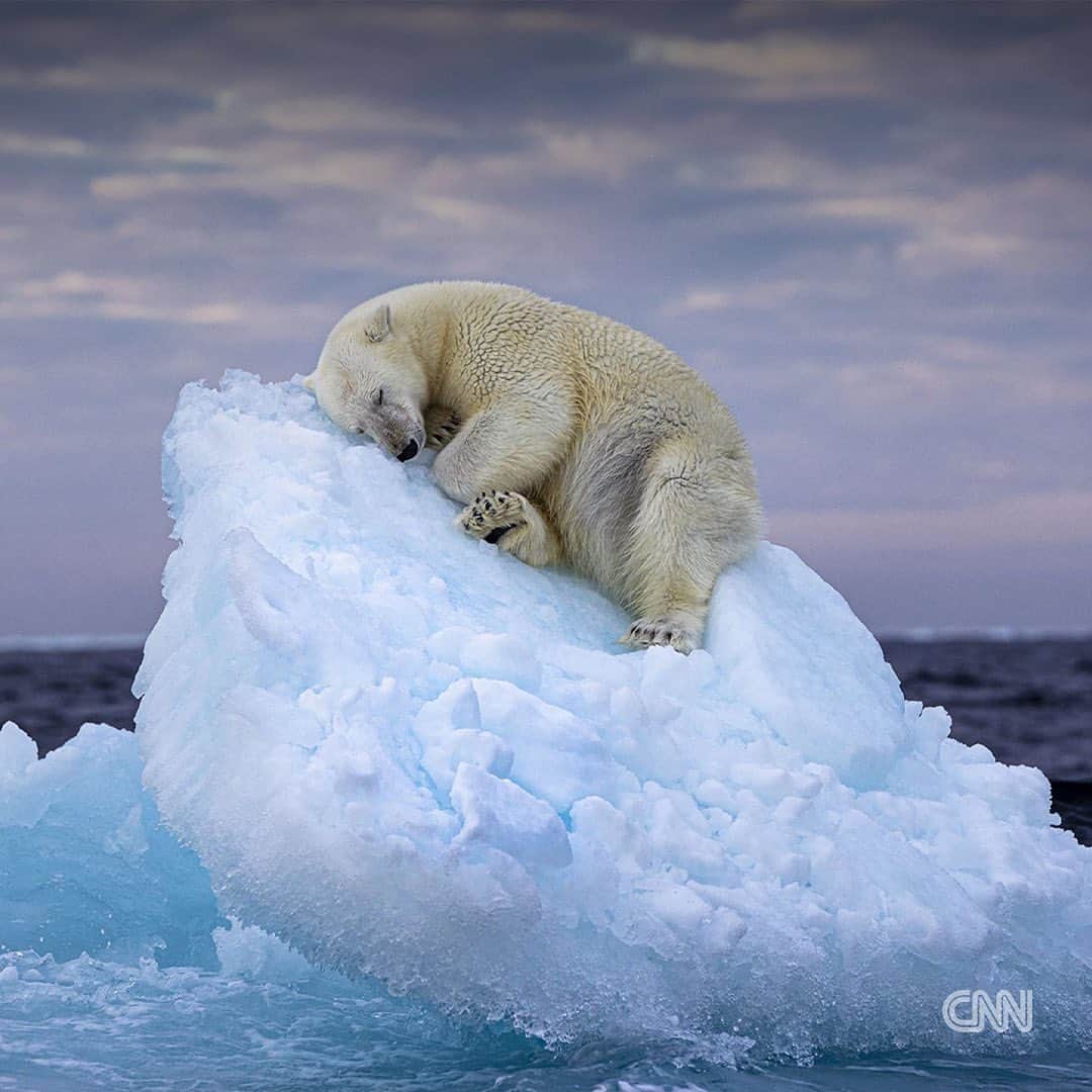 CNNさんのインスタグラム写真 - (CNNInstagram)「The shortlisted images for the Wildlife Photographer of the Year People’s Choice award have been announced.   The public can now vote for their favorites online, choosing from a selection that includes a pair of seemingly kissing hares, a polar bear sleeping on an iceberg and an upright grizzly bear in a shimmering lake.  Swipe through for some of the pictures in the running, and tap the link in bio for more.   📸 : 1.Tzahi Finkelstein/Wildlife Photographer of the Year 2.Matt Maran/Wildlife Photographer of the Year 3.Audun Rikardsen/Wildlife Photographer of the Year 4.Ofer Levy/Wildlife Photographer of the Year 5.Nima Sarikhani/Wildlife Photographer of the Year 6.John E. Marriott/Wildlife Photographer of the Year 7.Ayala Fishaimer/Wildlife Photographer of the Year 8.Dvir Barkay/Wildlife Photographer of the Year 9.Stefan Christmann/Wildlife Photographer of the Year」11月29日 19時40分 - cnn