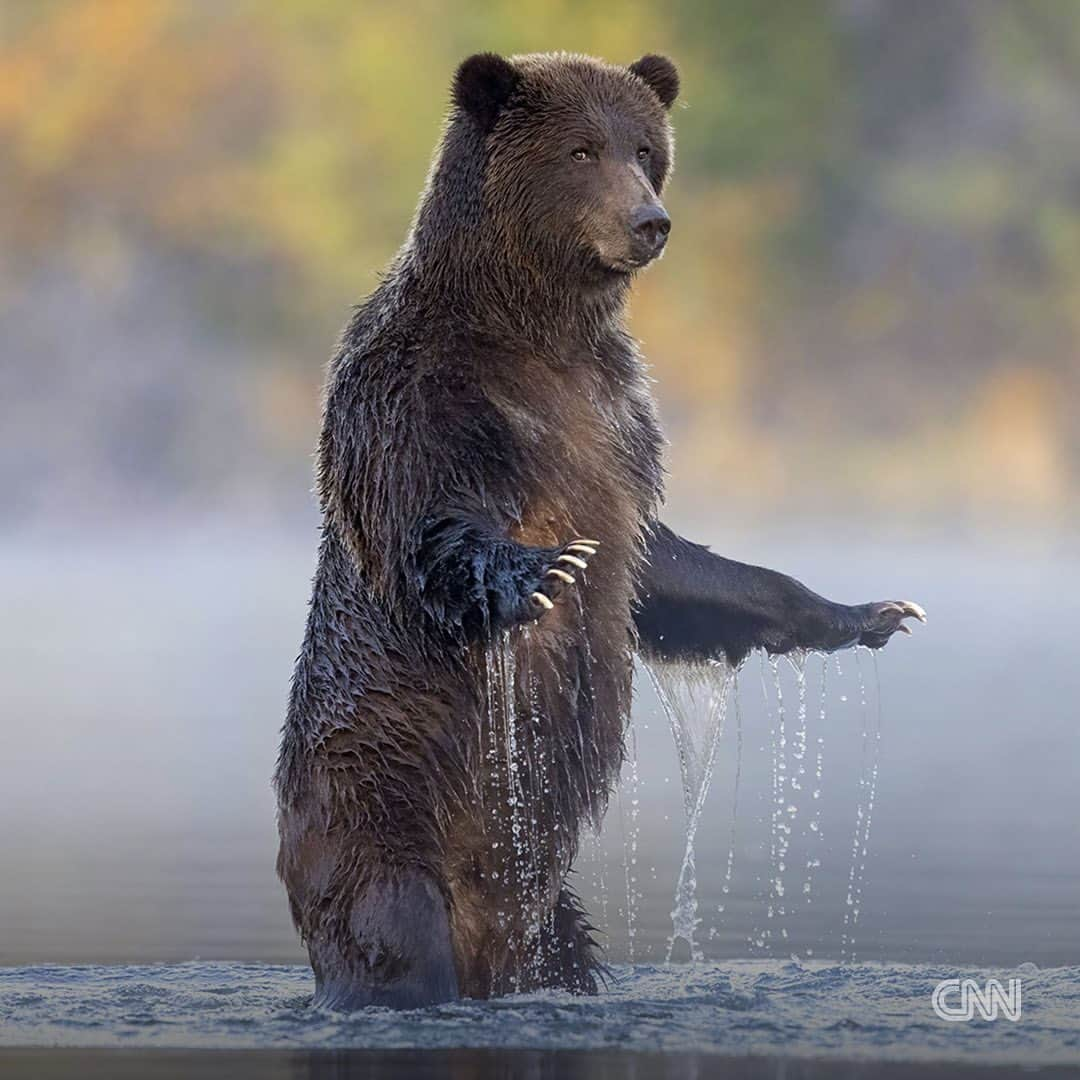 CNNさんのインスタグラム写真 - (CNNInstagram)「The shortlisted images for the Wildlife Photographer of the Year People’s Choice award have been announced.   The public can now vote for their favorites online, choosing from a selection that includes a pair of seemingly kissing hares, a polar bear sleeping on an iceberg and an upright grizzly bear in a shimmering lake.  Swipe through for some of the pictures in the running, and tap the link in bio for more.   📸 : 1.Tzahi Finkelstein/Wildlife Photographer of the Year 2.Matt Maran/Wildlife Photographer of the Year 3.Audun Rikardsen/Wildlife Photographer of the Year 4.Ofer Levy/Wildlife Photographer of the Year 5.Nima Sarikhani/Wildlife Photographer of the Year 6.John E. Marriott/Wildlife Photographer of the Year 7.Ayala Fishaimer/Wildlife Photographer of the Year 8.Dvir Barkay/Wildlife Photographer of the Year 9.Stefan Christmann/Wildlife Photographer of the Year」11月29日 19時40分 - cnn