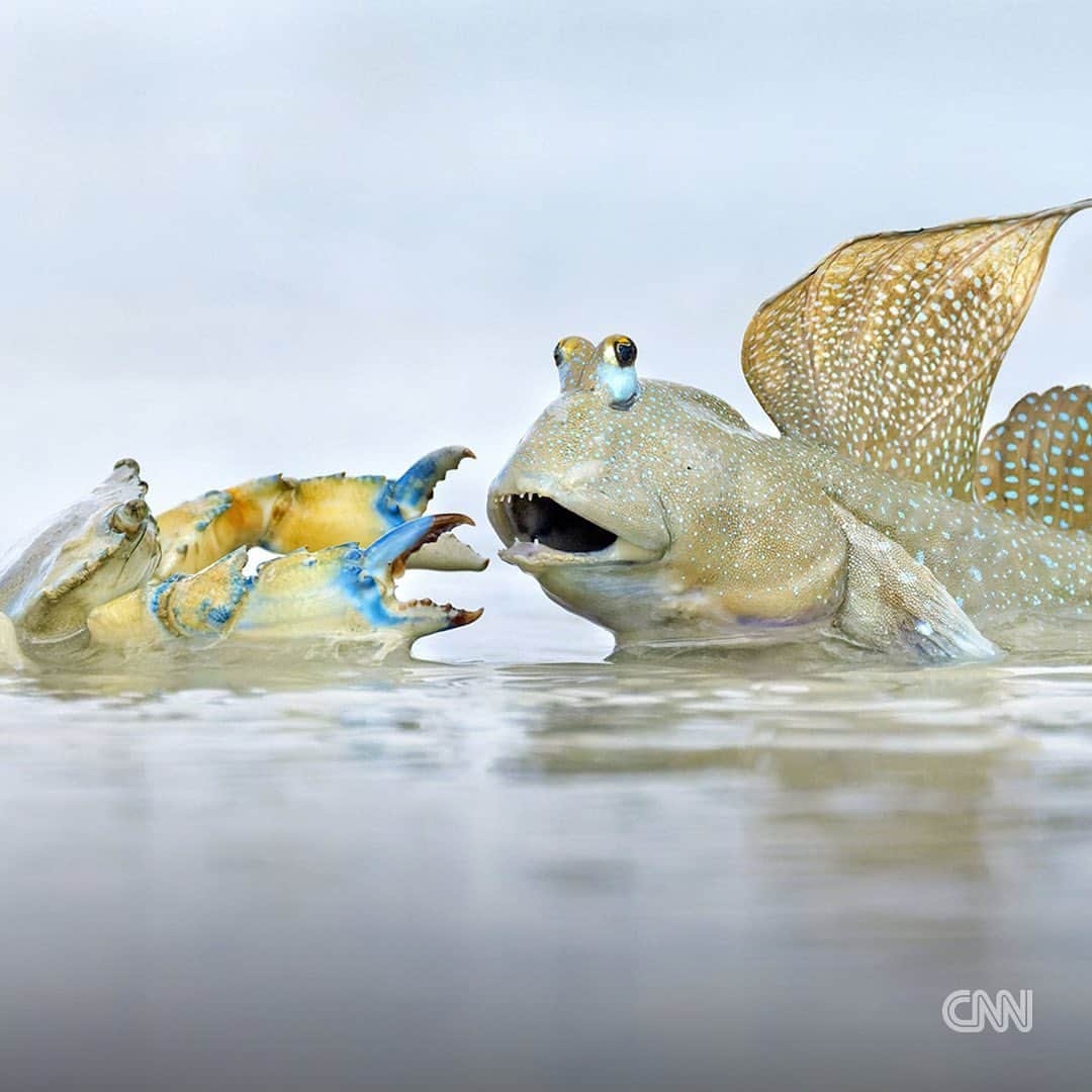 CNNさんのインスタグラム写真 - (CNNInstagram)「The shortlisted images for the Wildlife Photographer of the Year People’s Choice award have been announced.   The public can now vote for their favorites online, choosing from a selection that includes a pair of seemingly kissing hares, a polar bear sleeping on an iceberg and an upright grizzly bear in a shimmering lake.  Swipe through for some of the pictures in the running, and tap the link in bio for more.   📸 : 1.Tzahi Finkelstein/Wildlife Photographer of the Year 2.Matt Maran/Wildlife Photographer of the Year 3.Audun Rikardsen/Wildlife Photographer of the Year 4.Ofer Levy/Wildlife Photographer of the Year 5.Nima Sarikhani/Wildlife Photographer of the Year 6.John E. Marriott/Wildlife Photographer of the Year 7.Ayala Fishaimer/Wildlife Photographer of the Year 8.Dvir Barkay/Wildlife Photographer of the Year 9.Stefan Christmann/Wildlife Photographer of the Year」11月29日 19時40分 - cnn