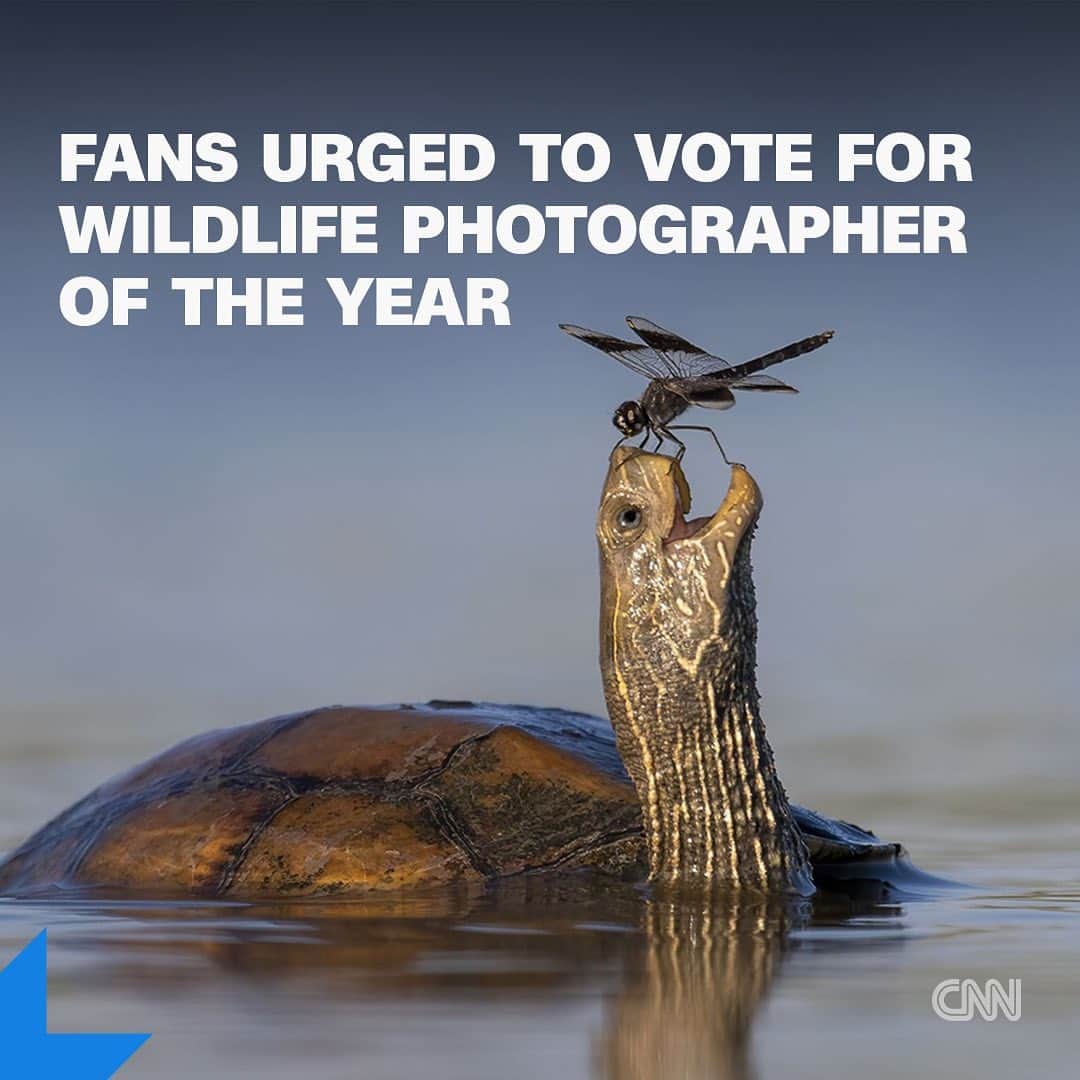 CNNのインスタグラム：「The shortlisted images for the Wildlife Photographer of the Year People’s Choice award have been announced.   The public can now vote for their favorites online, choosing from a selection that includes a pair of seemingly kissing hares, a polar bear sleeping on an iceberg and an upright grizzly bear in a shimmering lake.  Swipe through for some of the pictures in the running, and tap the link in bio for more.   📸 : 1.Tzahi Finkelstein/Wildlife Photographer of the Year 2.Matt Maran/Wildlife Photographer of the Year 3.Audun Rikardsen/Wildlife Photographer of the Year 4.Ofer Levy/Wildlife Photographer of the Year 5.Nima Sarikhani/Wildlife Photographer of the Year 6.John E. Marriott/Wildlife Photographer of the Year 7.Ayala Fishaimer/Wildlife Photographer of the Year 8.Dvir Barkay/Wildlife Photographer of the Year 9.Stefan Christmann/Wildlife Photographer of the Year」