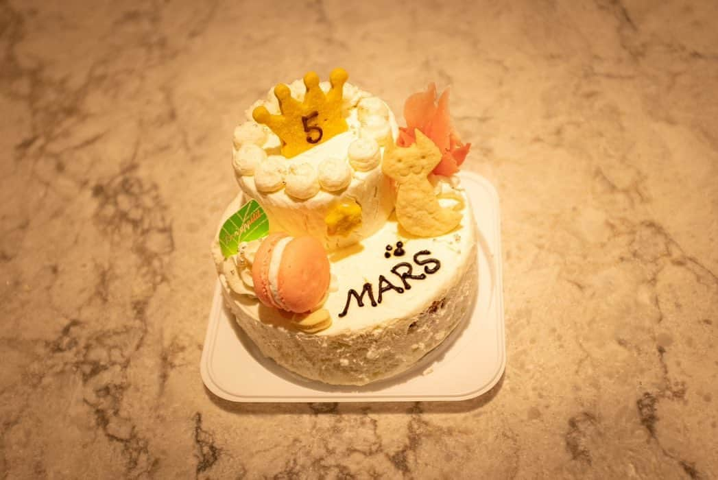 藤原樹さんのインスタグラム写真 - (藤原樹Instagram)「・ HAPPY BIRTHDAY MARS🎂🐈  5歳になりました✨✨  元気に育ってくれて、 いつもそばに居てくれてありがとう。  これからも幸せに暮らそうね😽  #マース #猫 #ねこ #ねこすたぐらむ #にゃんすたぐらむ #ネコ #マンチカン #マンチカン短足  #catstagram #petstagram #kitty #instacat #meow #catoftheday #ilovemycat #instacat_meows #catstagram_japan」11月29日 19時50分 - itsuki_fujiwara_official