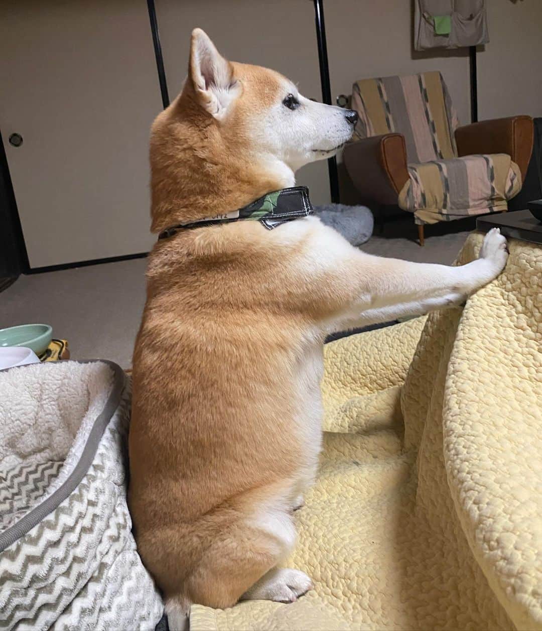 がんちゃんのインスタグラム：「食欲の秋🍂  どすこーい👐 安定感がすごい」