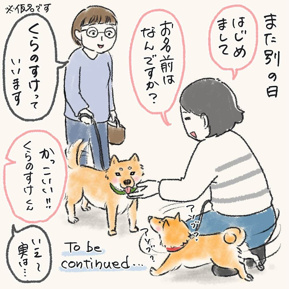 tomekkoのインスタグラム：「【名付けでちょっと後悔してること②】  続きです〜。  正解は、大石さんちのくらのすけくん　じゃなくて、くらのすけちゃん　だったんです。 （これも仮名で、こういう感じの歴史上の有名人のお名前です）  歴史好きとしてはこれは羨ましかった！！ だってうちは珍名寺だもん…  長男に聞くと  #加藤清正 ときた。  秀吉子飼いの猛将で、難攻不落の熊本城作った人！  和犬だし武将名もいいねぇ…なんて盛り上がっていたのですが、よく考えたら…  四男、爪切りがめっちゃくちゃ苦手で。  暴れすぎて怖くて到底自分ではできないので、動物病院で爪切りと指毛（肉球の間から生えてる毛）切りをお願いしているんですが、そこでも叫ぶわ暴れるわ・・・3人がかりで爪切ってもらうこともあって、かなりご迷惑をかけています。  しかも悲鳴がもう犬とは思えない鳴き方するんですよね。 麻酔かけずに手術でもしてるんかってくらいなので、診察室出る瞬間が一番緊張します…  だって注目の的。  ってことは…  清正公ごめんなさい！！！！  ま、どっちにしろうちは加藤さんじゃないんだけど😅  ちなみに私は名字が許されるなら玉三郎とか歌右衛門とか菊之助とかがいいなー。  と、後悔というかそんな発想も面白くていいね！と思ったわんこの名付け話でした。  でも結局今の名前が馴染んでいるし呼びやすくて気に入ってるんですけどね。  皆さんからの名付けエピソードもコメント楽しく読ませていただきましたー！  #犬のいる暮らし  #豆柴 #まめしば #名付け」