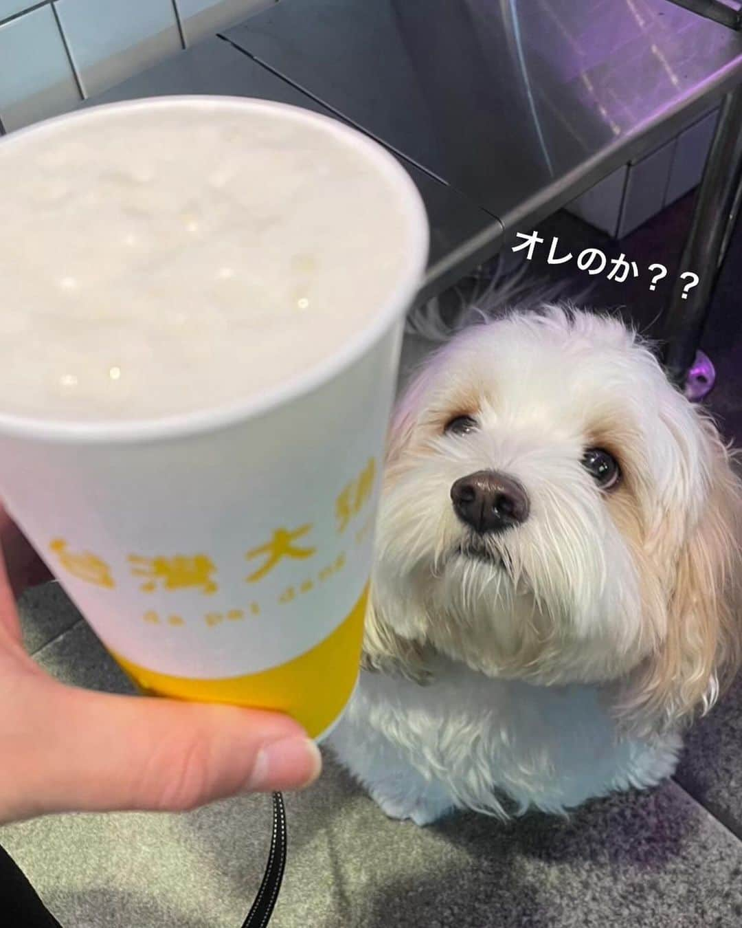 あんちゃんさんのインスタグラム写真 - (あんちゃんInstagram)「休日🐶🍻  パパとママがお休みの日は ゆっくりのんびり家族でお散歩👨🏻👩🏻🐶👶🏻  昨日のお休みは みんなで下北沢をフラフラしたよ🩷  台湾の屋台みたいなところで みんなでランチ🥟  パパの頼んだビールに 興味津々なあんちゃん😂🍻  ビールはあげられないから あんちゃんにはオヤツをあげました🍗  お腹も満たされて 食後のデザートにあんちゃん吸ってたら パパに撮られてた。笑笑  あんちゃんはお吸い物🍲  あんちゃんの呆れたような 諦めたような なんとも言えない顔が可愛い😂😂  まぁいつものことよ🤷🏻‍♀️🩷笑  下北沢でもたくさんの方に あんちゃんですかとお声かけいただき いっぱい撫でていただきありがとうございました😂  あんちゃんの過激なファンサで 飛びつくし よじ登るし ペロペロしまくってすみません🤣🤣🙏  #キャバションあんちゃん  #あんちゃん　#ぬいぐるみ犬 #スヌーピー  #スヌーピー犬 #キャバション　#キャバビション　 #キャバリア #キャバリアキングチャールズスパニエル #ビションフリーゼ　 #犬 #犬のいる暮らし  #いぬのきもち  #短足部　#比熊犬 #doglove #cavachon #inustagram #puppy  #snoopy #andy #Cavalier #CavalierKingCharlesSpaniel  #BichonFrize #Bichon #멍스타그램 #개스타그램　#댕스마스」11月29日 20時14分 - anchan_0115_andy