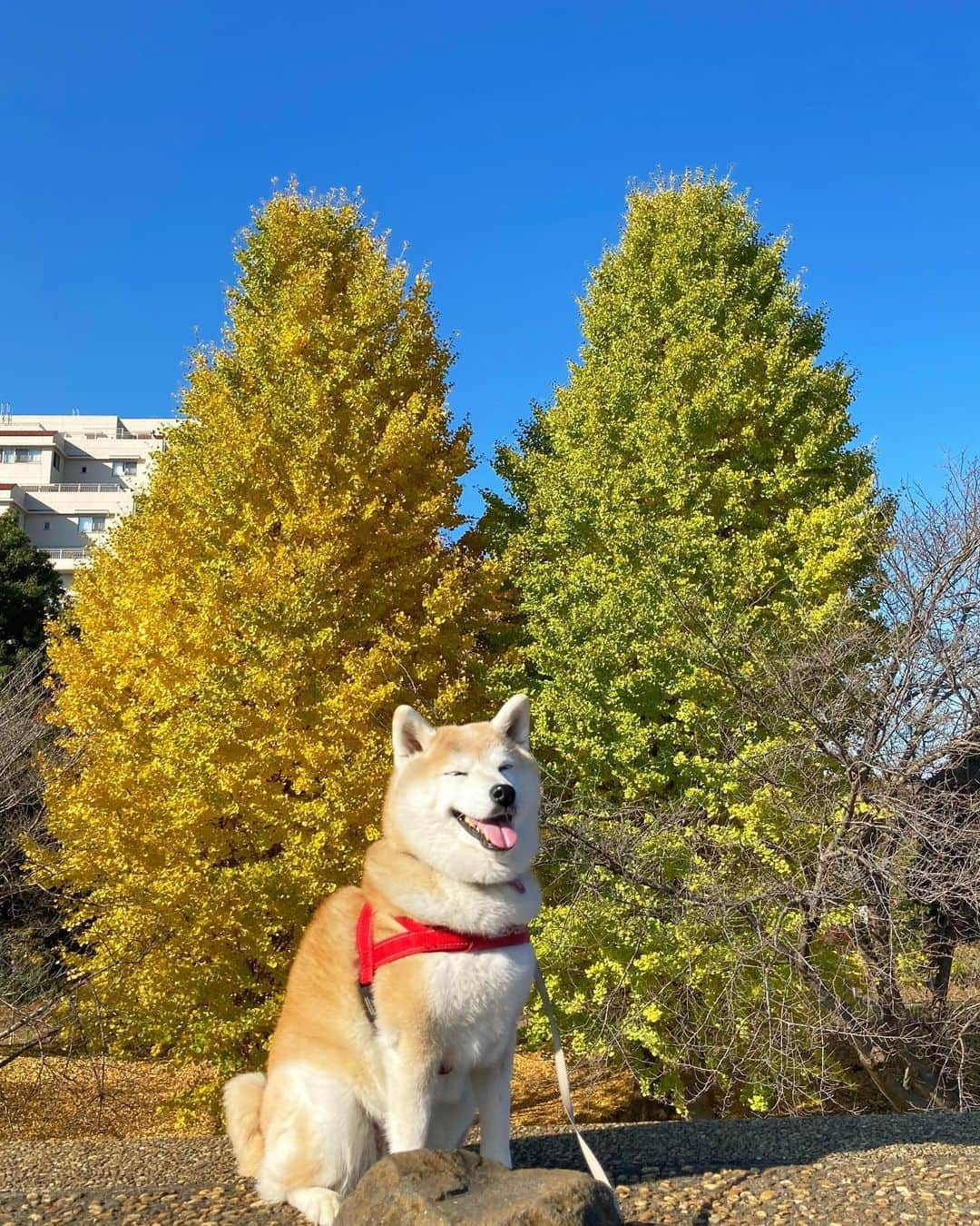 てんパパさんのインスタグラム写真 - (てんパパInstagram)「気持ち良い秋の午前中。 銀杏、見ごろです。 #銀杏 #銀杏の紅葉 #ハニワ公園」11月29日 20時26分 - tenchan.shiba