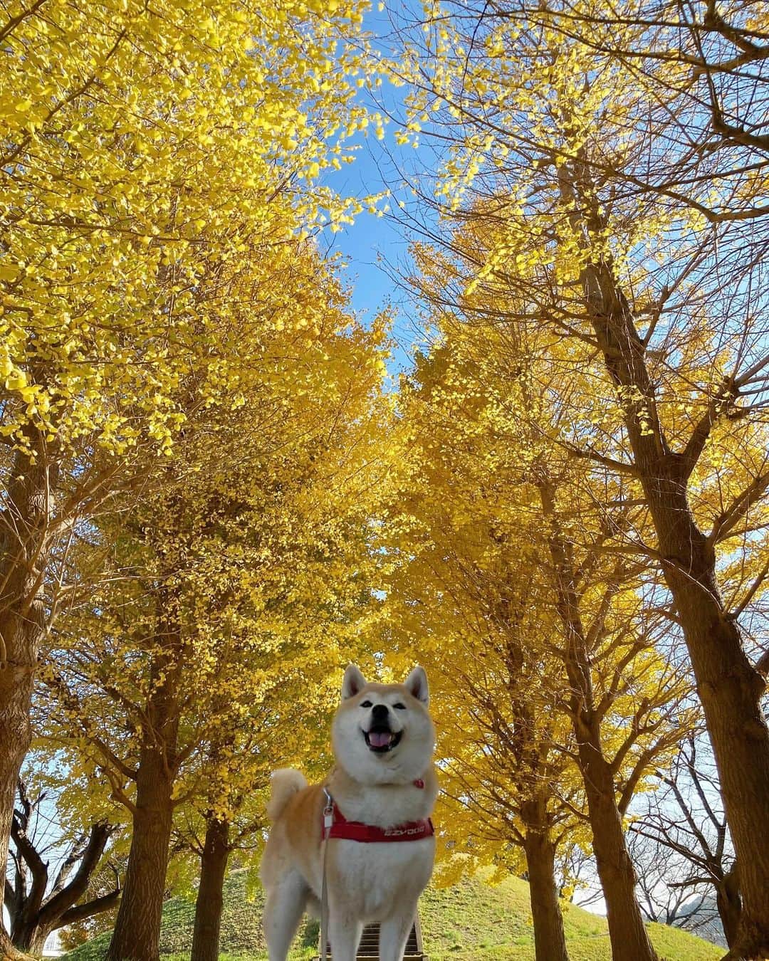 てんパパのインスタグラム：「気持ち良い秋の午前中。 銀杏、見ごろです。 #銀杏 #銀杏の紅葉 #ハニワ公園」