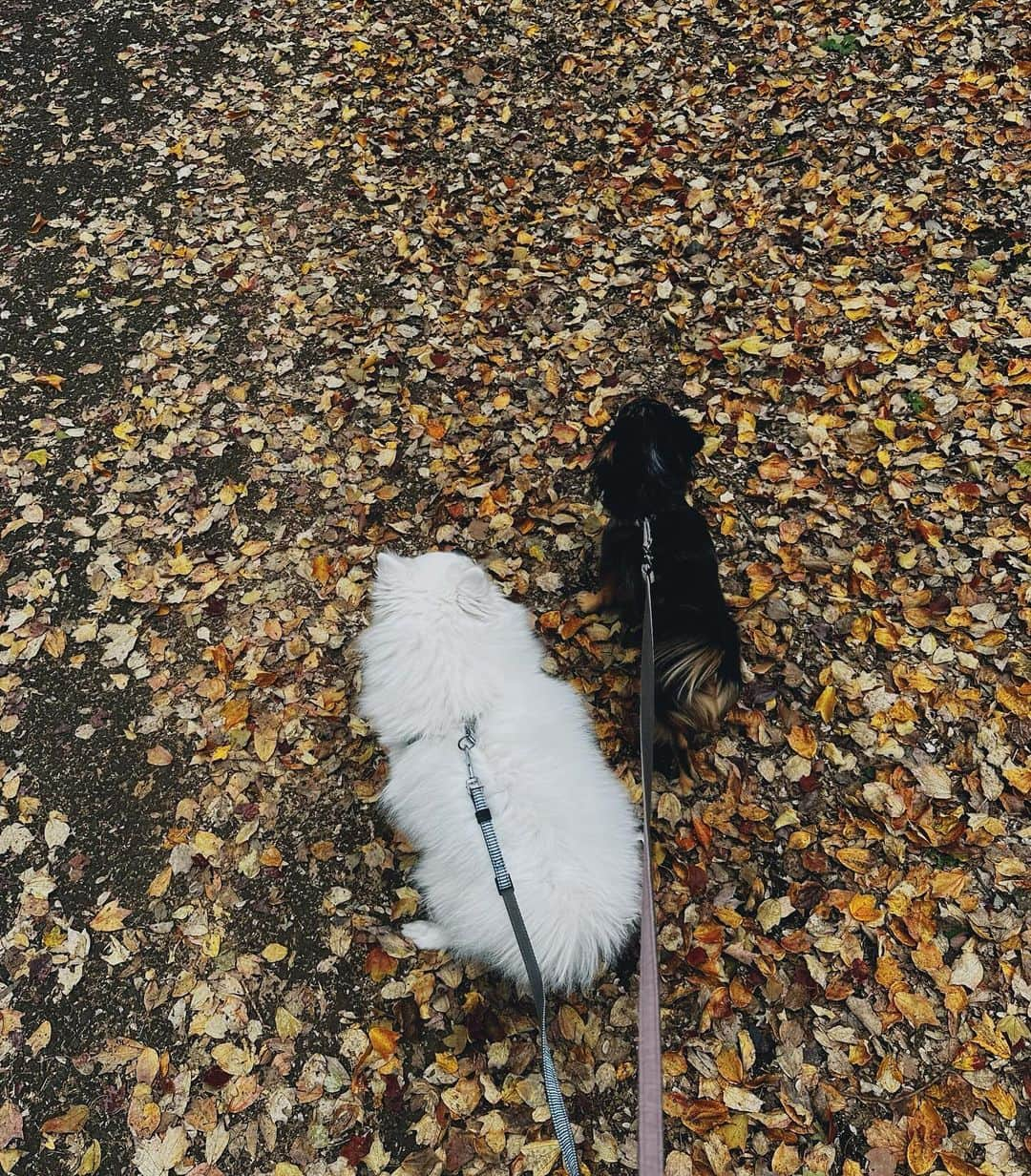 唯可（yuika）さんのインスタグラム写真 - (唯可（yuika）Instagram)「紅葉🍁の季節ですねぇ 去年はぷんにーでイチョウ並木見にいったなぁ🍁 あの頃お腹の中にいた社長はもう 全力でハイハイもしくはたっちしてる👶 本当にあっという間💭  寒かったり暑かったりの気温だから さらっと着られるMA1が大活躍してくれてる🙌 @titeinthestore_official   #ママコーデ#高身長コーデ#MA1#キャップコーデ#スニーカーコーデ#冬コーデ#長身コーデ#紅葉#イチョウ並木」11月29日 20時20分 - yu.i.k.a